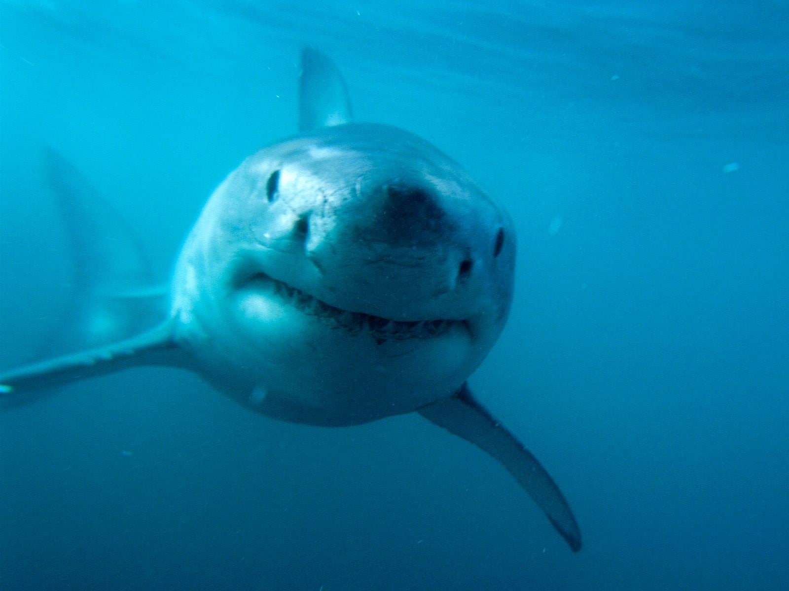 vertebrate, endangered species, no people, blue, underwater, water, one animal, 720P, animal wildlife, sea, undersea, animals in the wild, sea life, shark, HD Wallpaper