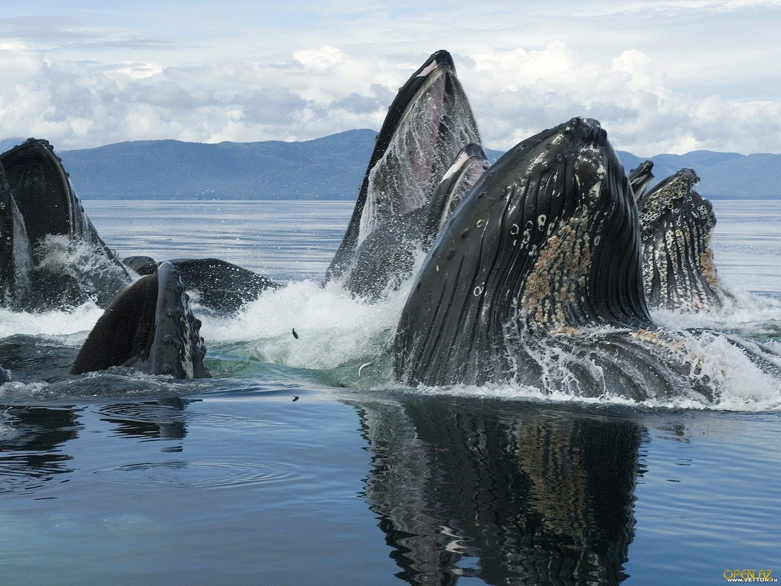 marine, sky, humpback whale, sea life, white, animals in the wild, two, animal wildlife, chairs, vertebrate, nature, day, wildlife, black, no people, underwater, HD Wallpaper