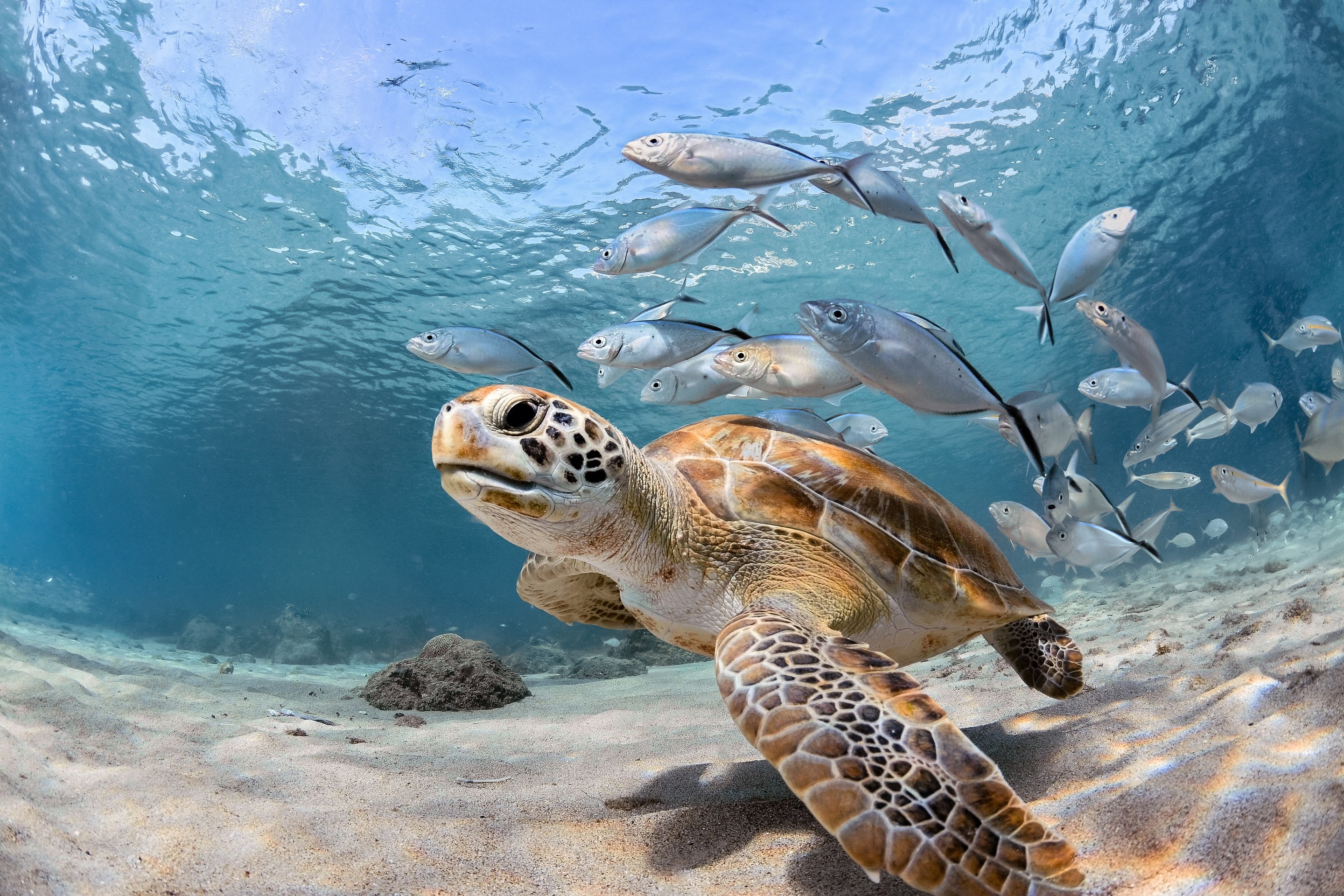 Underwater, 2K, Fish, Sea Life, Animal, Turtle, HD Wallpaper