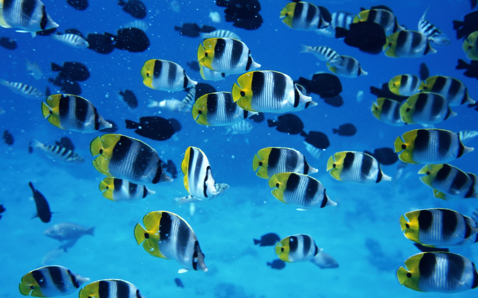 animal wildlife, animals in the wild, school of fish, large group of animals, no people, tropical fish, underwater, undersea, nature, 1080P, group of animals, HD Wallpaper