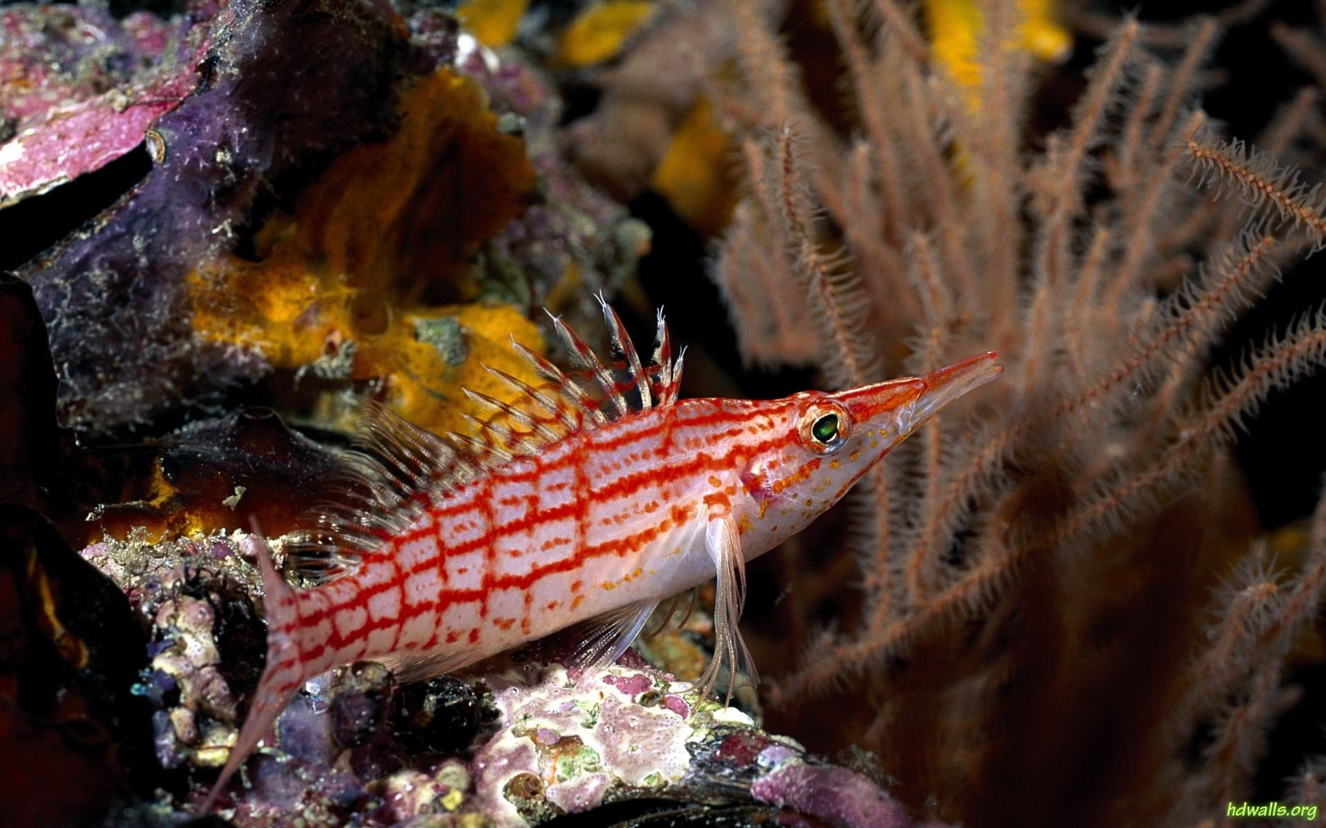 1080P, animals, fish, coral, water, life, sea, ocean, HD Wallpaper