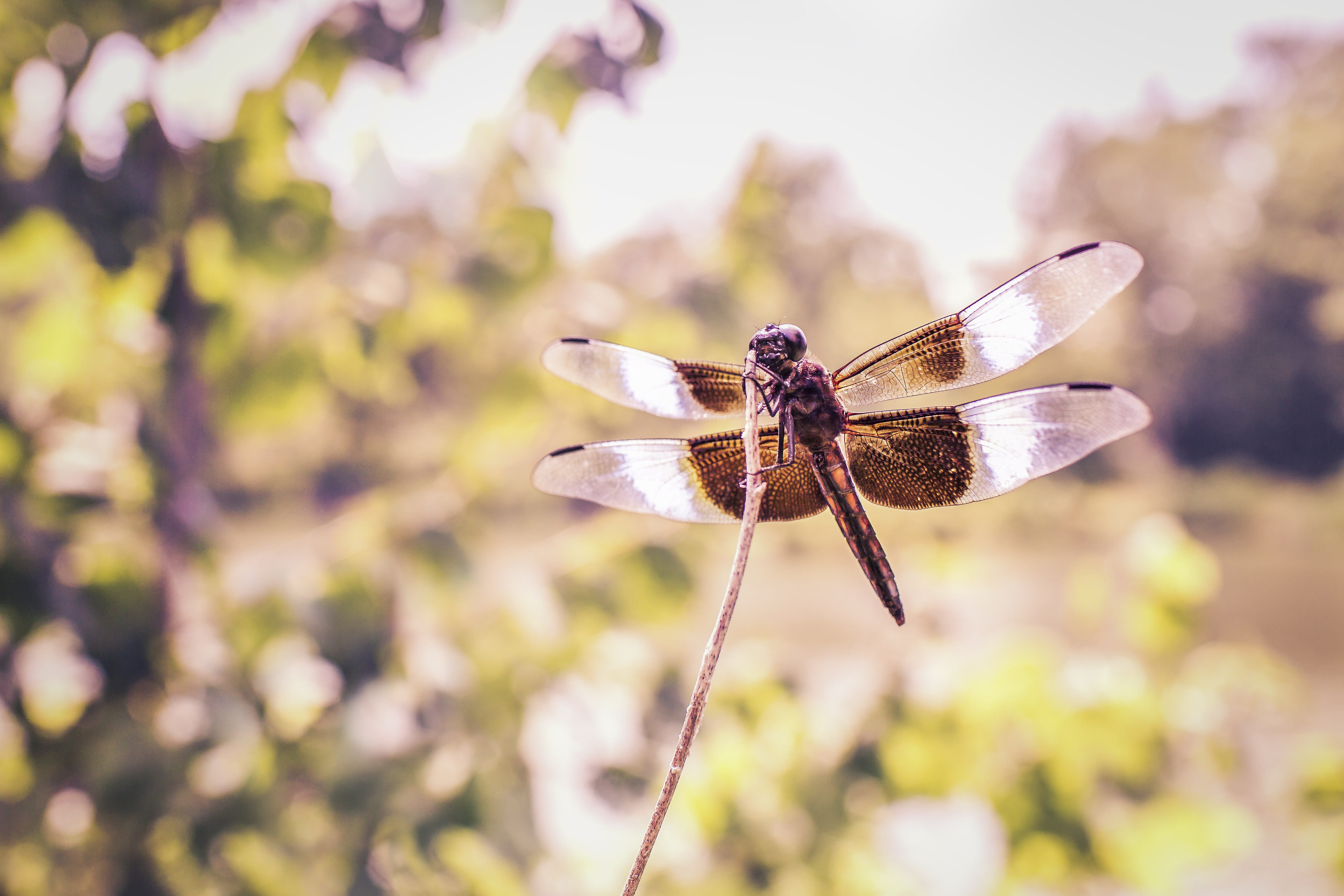 closeup, butterfly - insect, beauty in nature, animal Wing, wildlife, animal themes, no people, green, macro, photography, animal wildlife, flowering plant, HD Wallpaper