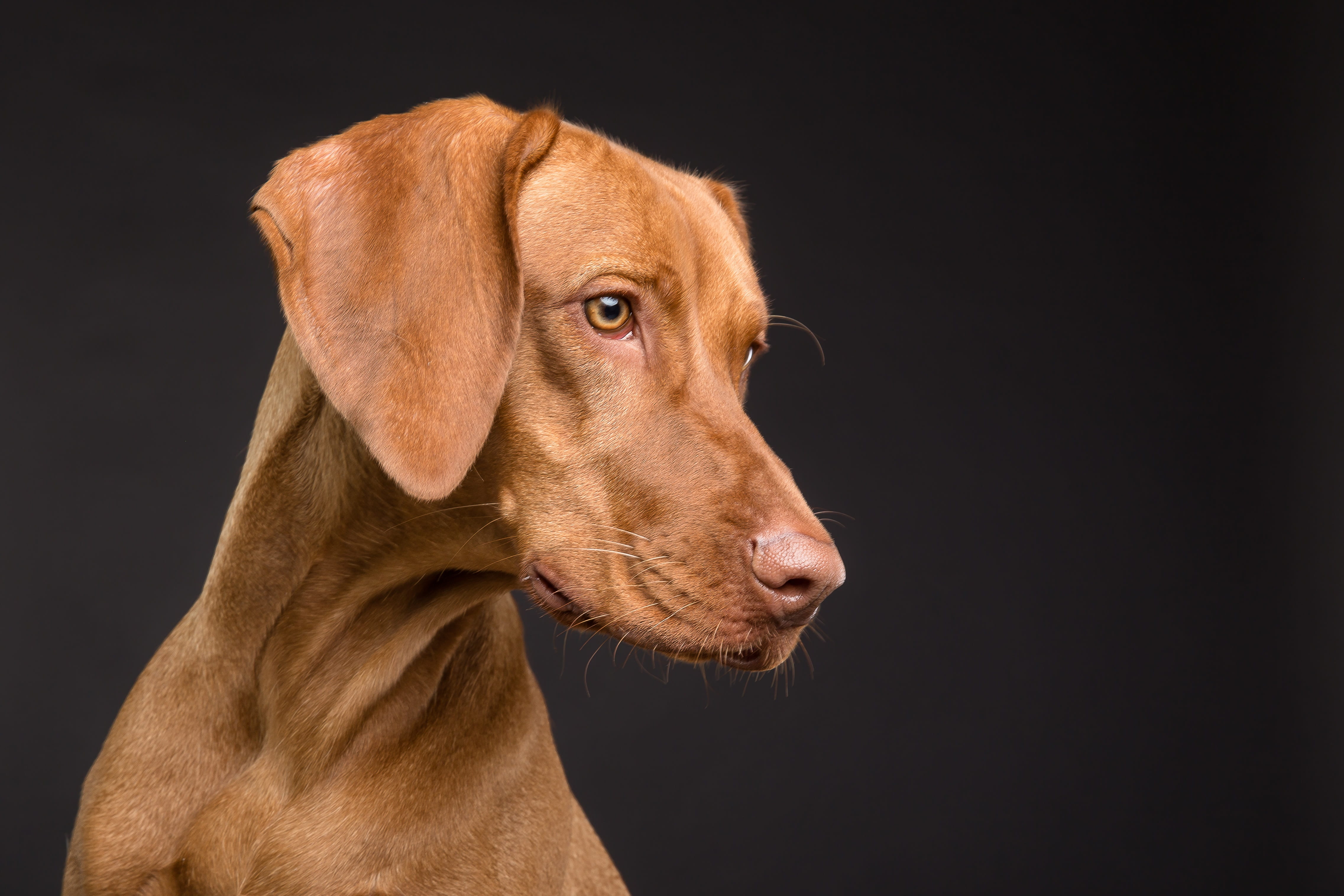 studio shot, animal, mammal, portrait, no people, my favorite, looking, 4K, black background, cute, dog, pets, animal themes, one animal, closeup, adult, HD Wallpaper