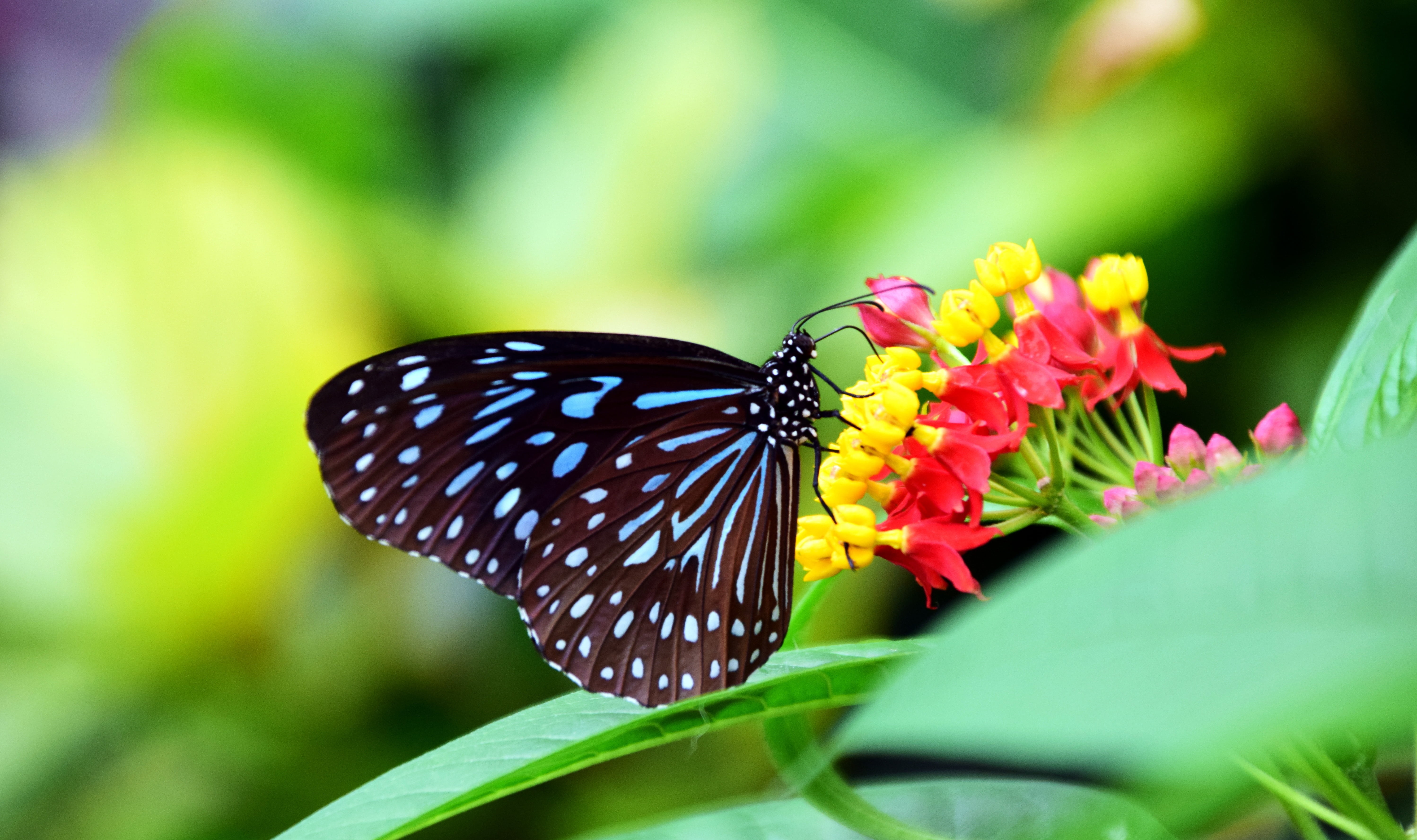 photography, flowering plant, fragility, invertebrate, color, insect, growth, vulnerability, no people, blue, flower, animal, beautiful, nectar, blue tiger, HD Wallpaper