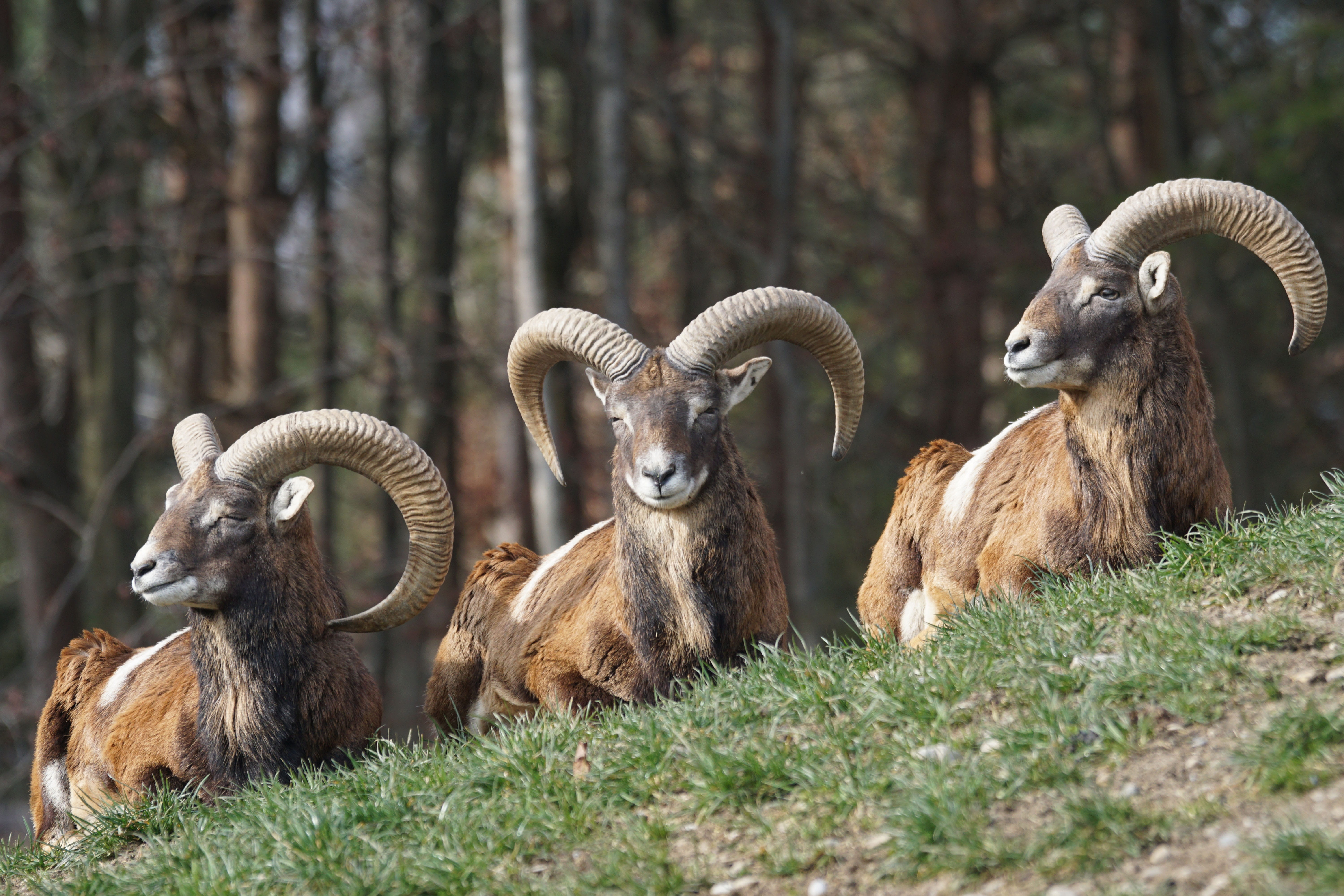mammal, 5K, tree, group of animals, selective focus, rams, outdoors, field, land, herbivorous, three, male, daytime, animal wildlife, mouflon, brown, trees, HD Wallpaper