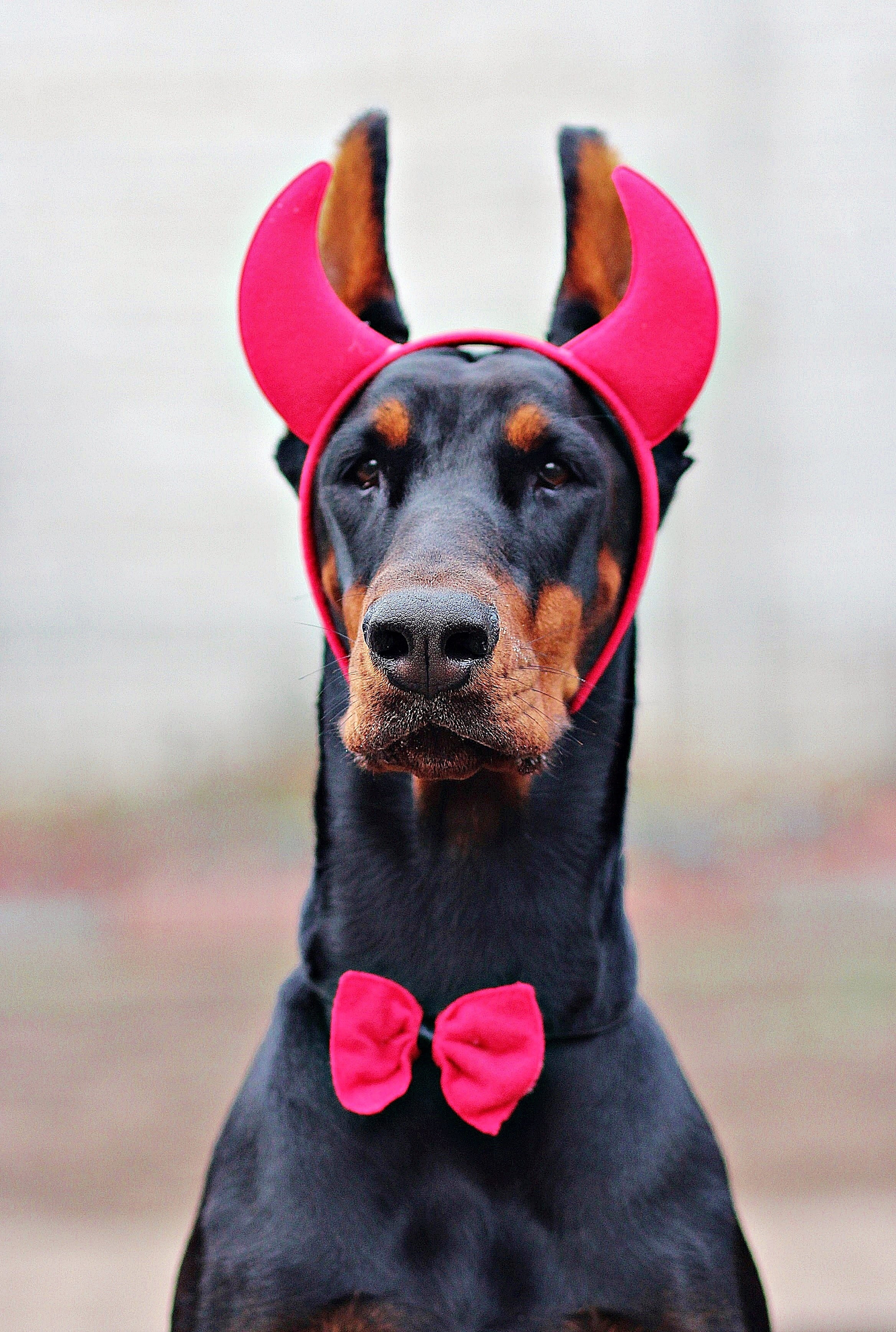 animal themes, horns, focus on foreground, Dog, Devil, portrait, one animal, domestic animals, front view, black Color, pets, animal body part, miniature Pinscher, Phone HD Wallpaper