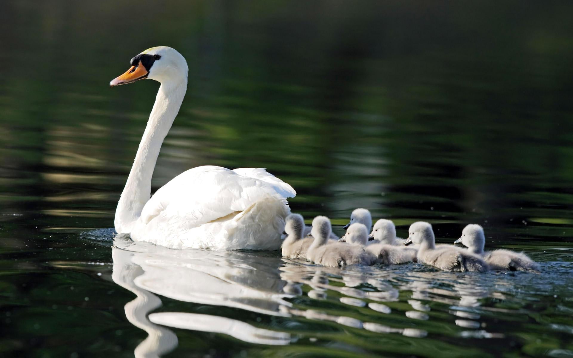 animals, birds, nature, 1080P, white, mother, ducklings, ones, water, swan, little, lake, HD Wallpaper