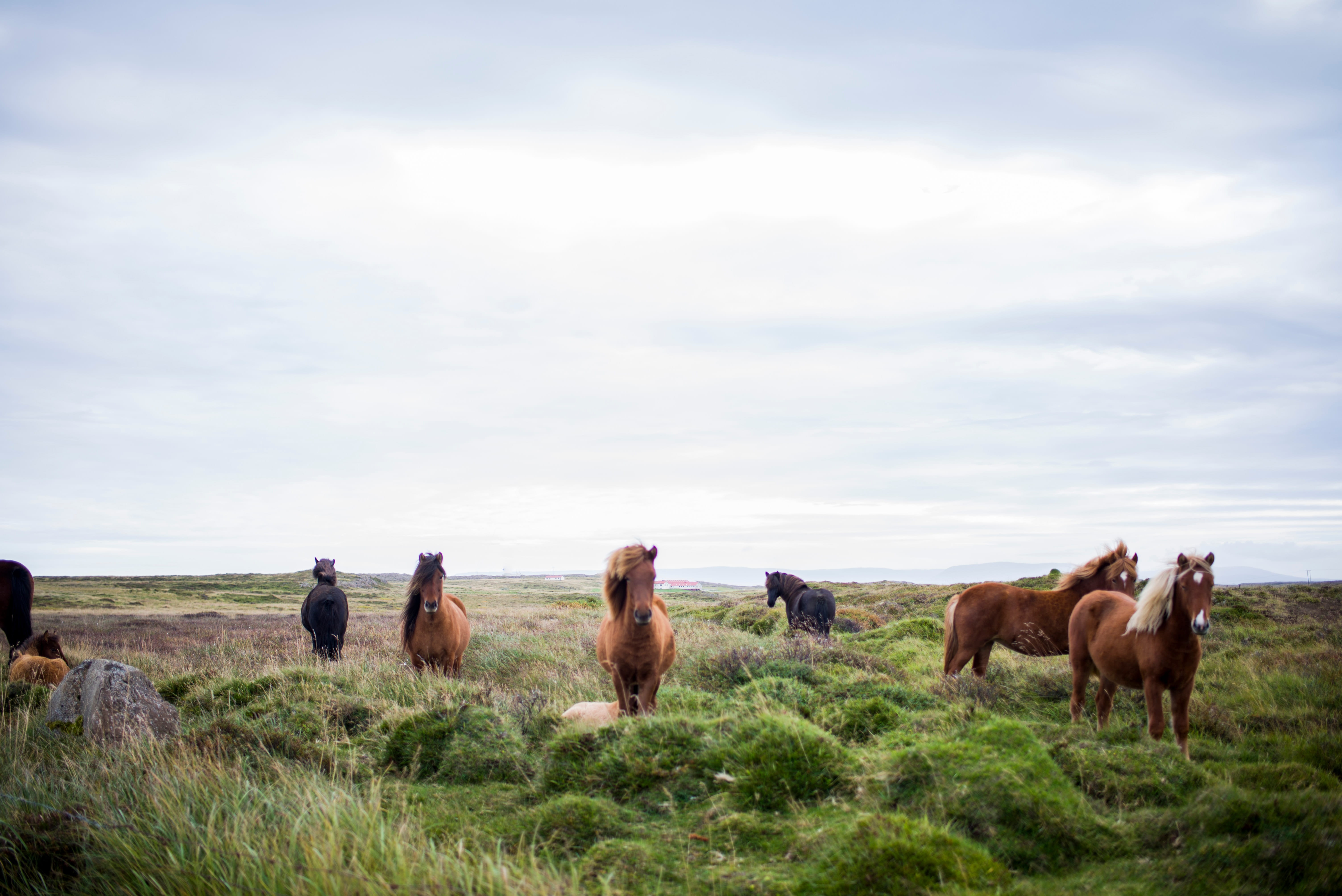 vertebrate, horses, meadow, animal wildlife, nature, field, cloud - sky, domestic animals, grazing, pets, grass, stratus, outdoors, sky, landscape, herbivorous, HD Wallpaper