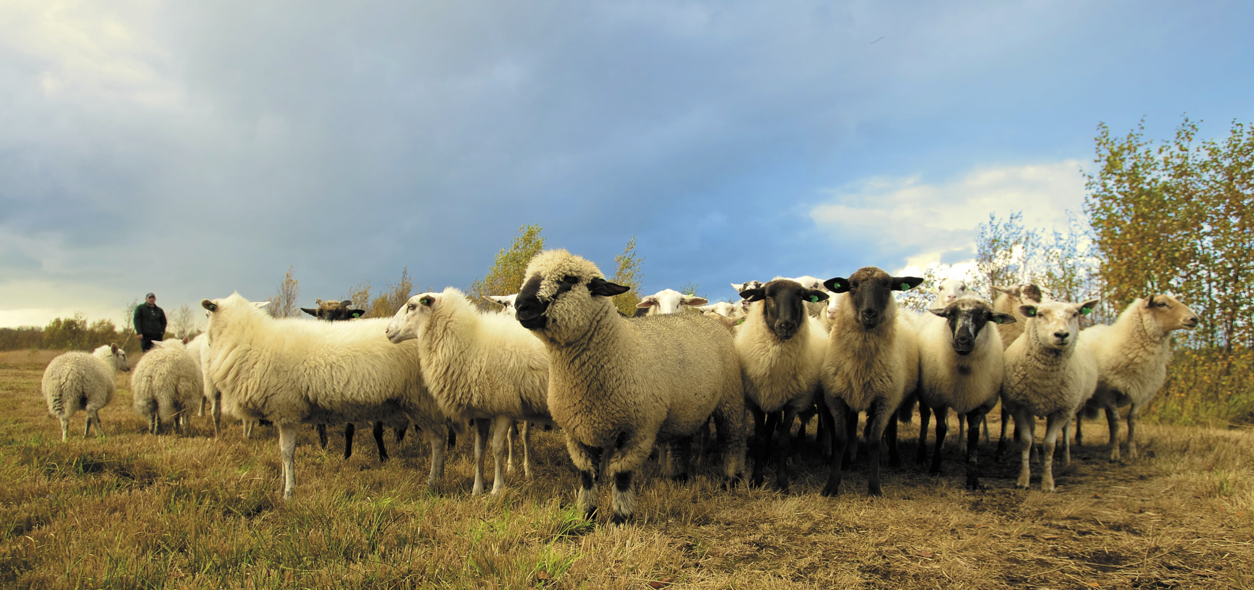 sheep, nature, animals, mammal, agriculture, group of animals, cloud - sky, pets, domestic, lue, 4K, domestic animals, herbivorous, herd, animal wildlife, HD Wallpaper
