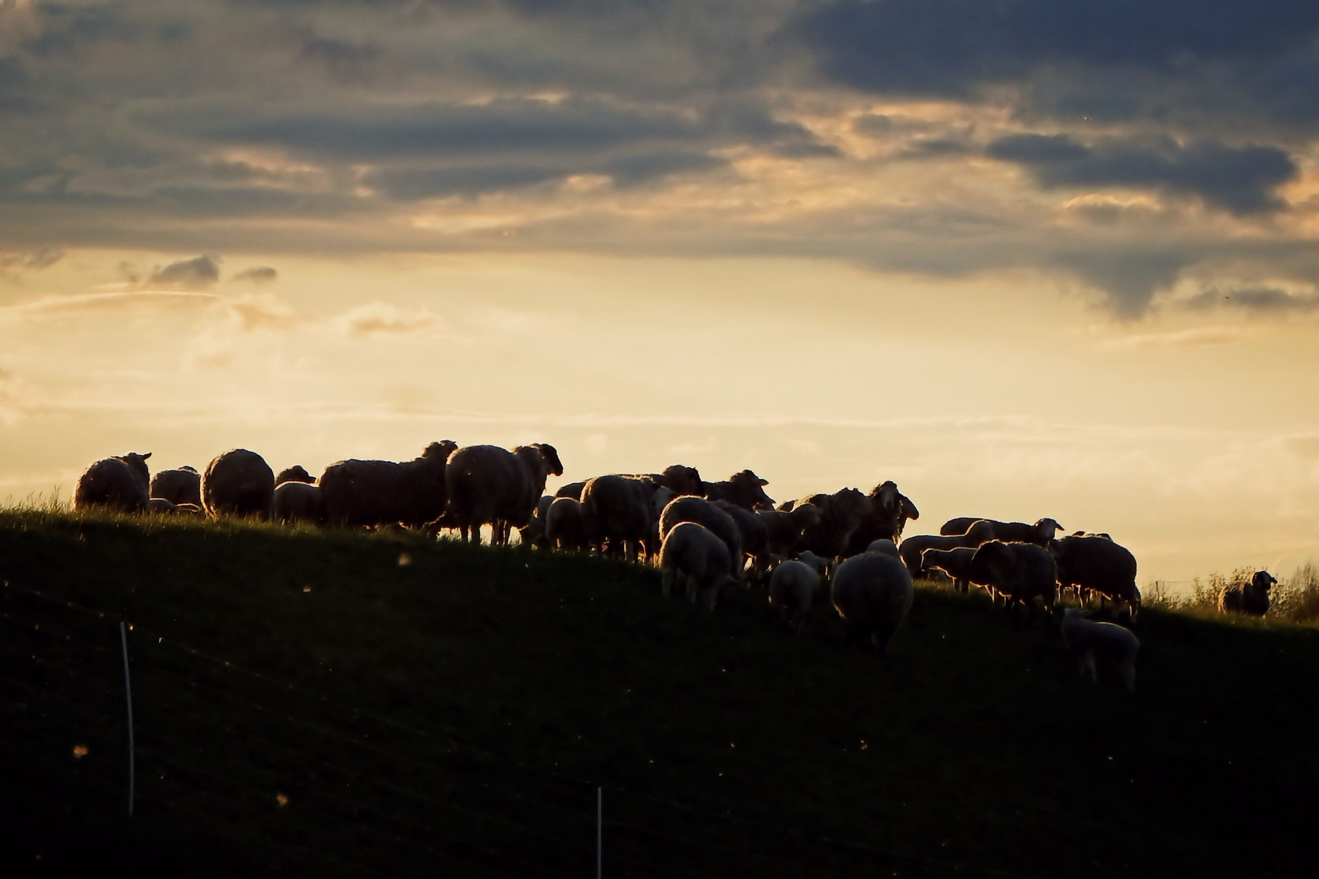 animal, vertebrate, herbivorous, dusk, sky, abendstimmung, animal themes, Flock, cloud - sky, silhouette, herd, mammal, large group of animals, Sunset, HD Wallpaper