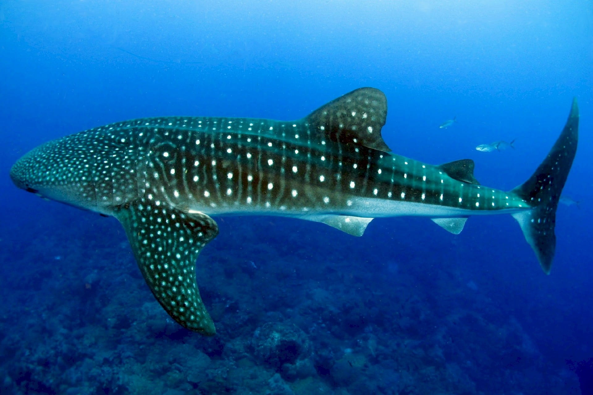 aquatic, wildlife, whale, no people, swimming, fish, vertebrate, 1080P, whale shark, animal themes, marine, nature, ocean, blue, animals in the wild, animal, HD Wallpaper