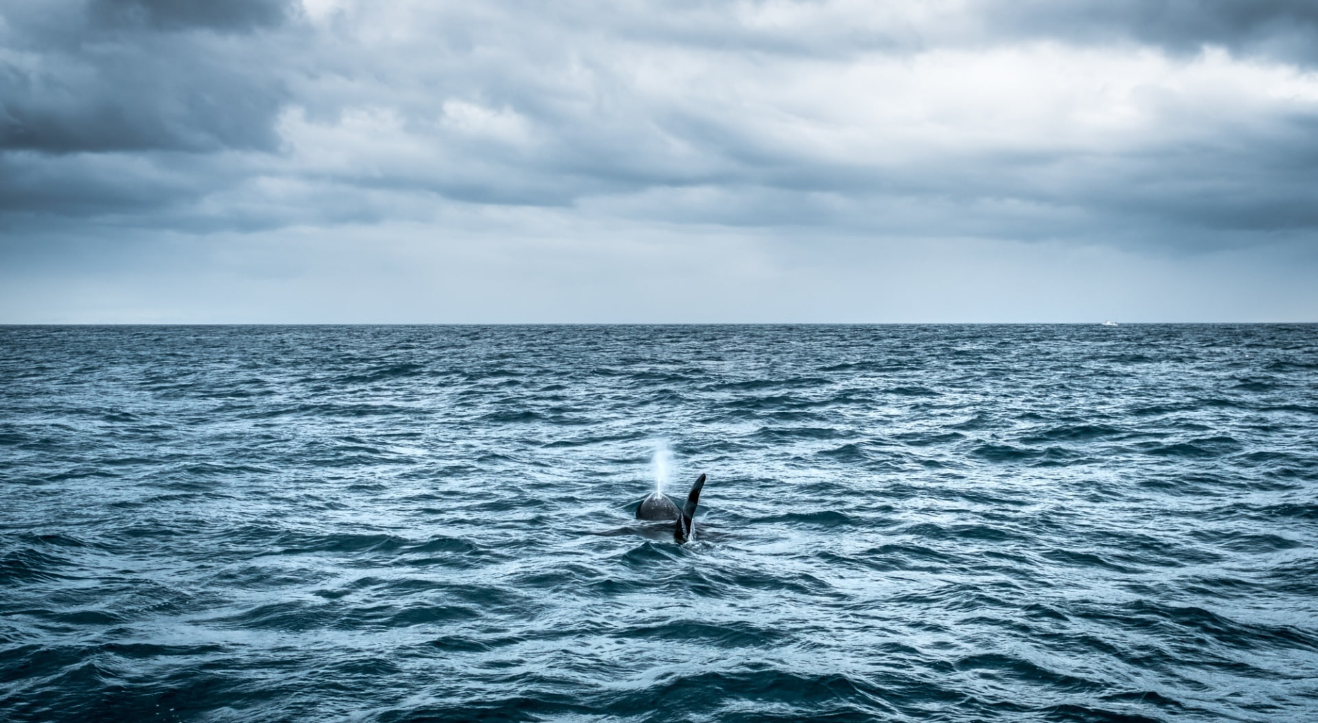 wildlife, Animals, Sea, Nature, Whale, Clouds, Travel, killer, Seascape, orch, orca, Outdoor, olafsvik, killer whale, 1080P, Water, Iceland, Ocean, Animal, HD Wallpaper