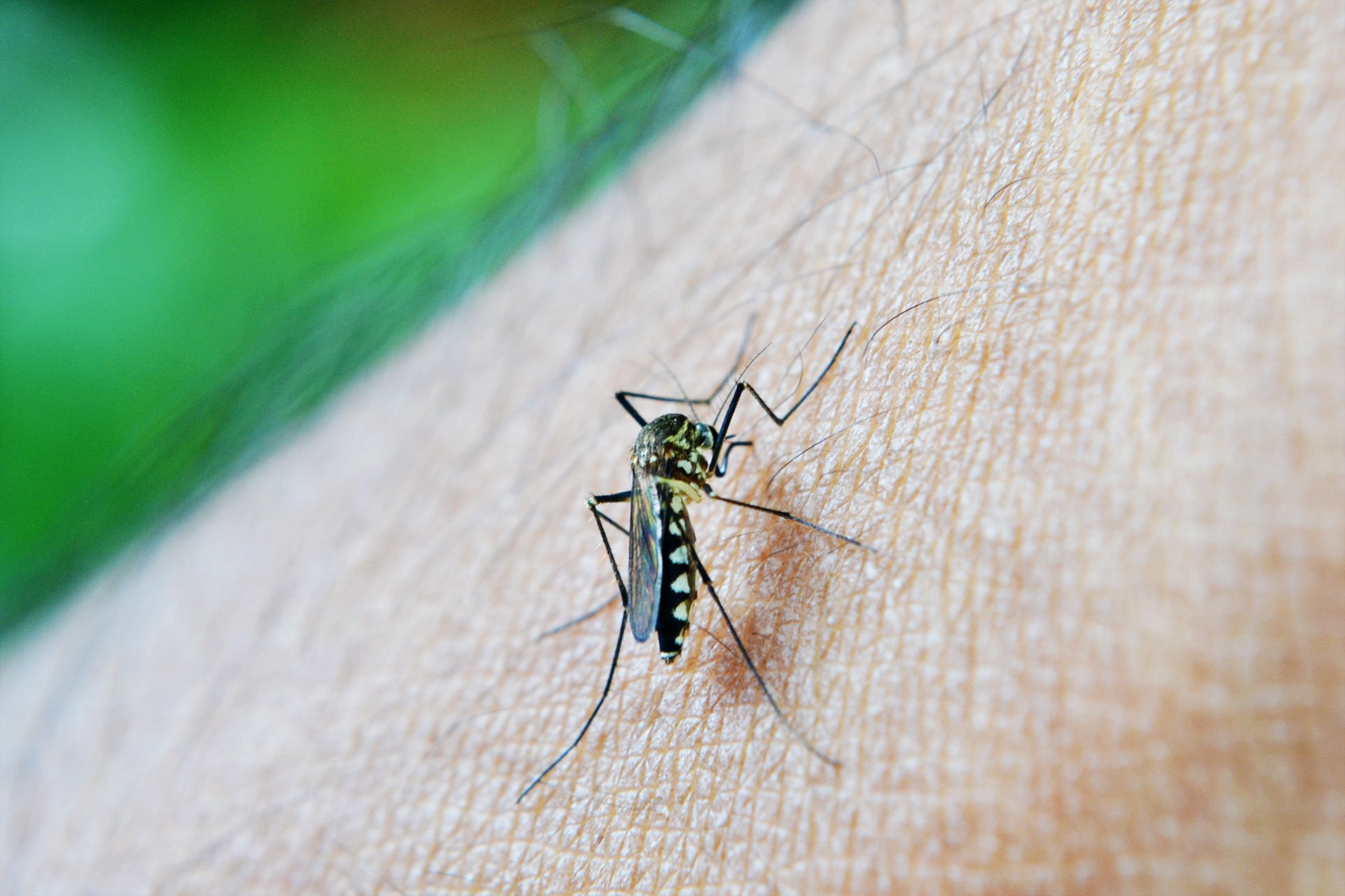 decease, macro, ceylon, focus on foreground, invertebrate, human, one person, one animal, 1080P, day, bite, hand, human body part, mosquito, malaria, human skin, HD Wallpaper