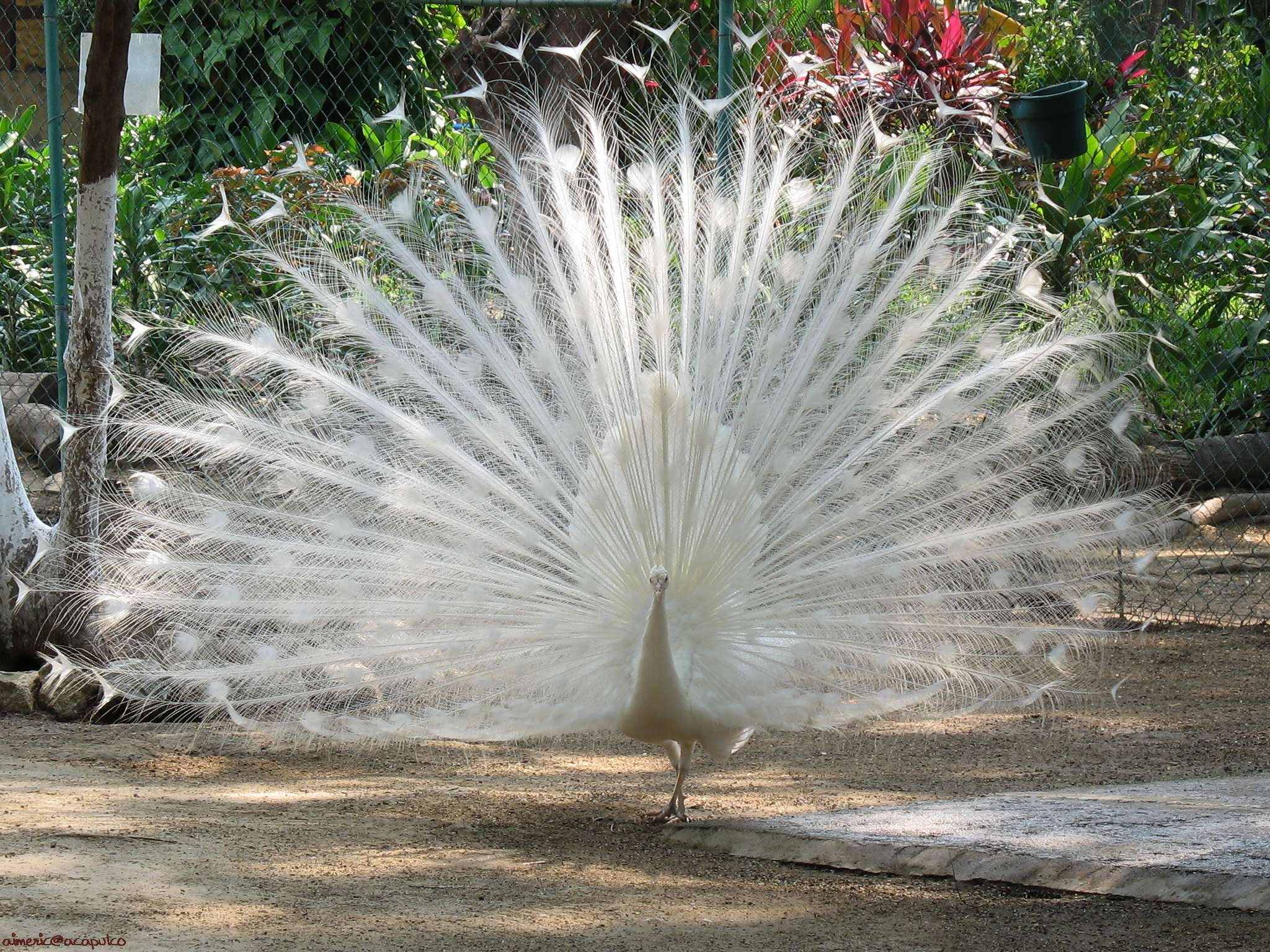 male animal, outdoors, no people, feather, beauty In Nature, peacock, close-up, white color, vertebrate, animal themes, animals in the wild, animal, feathers, HD Wallpaper