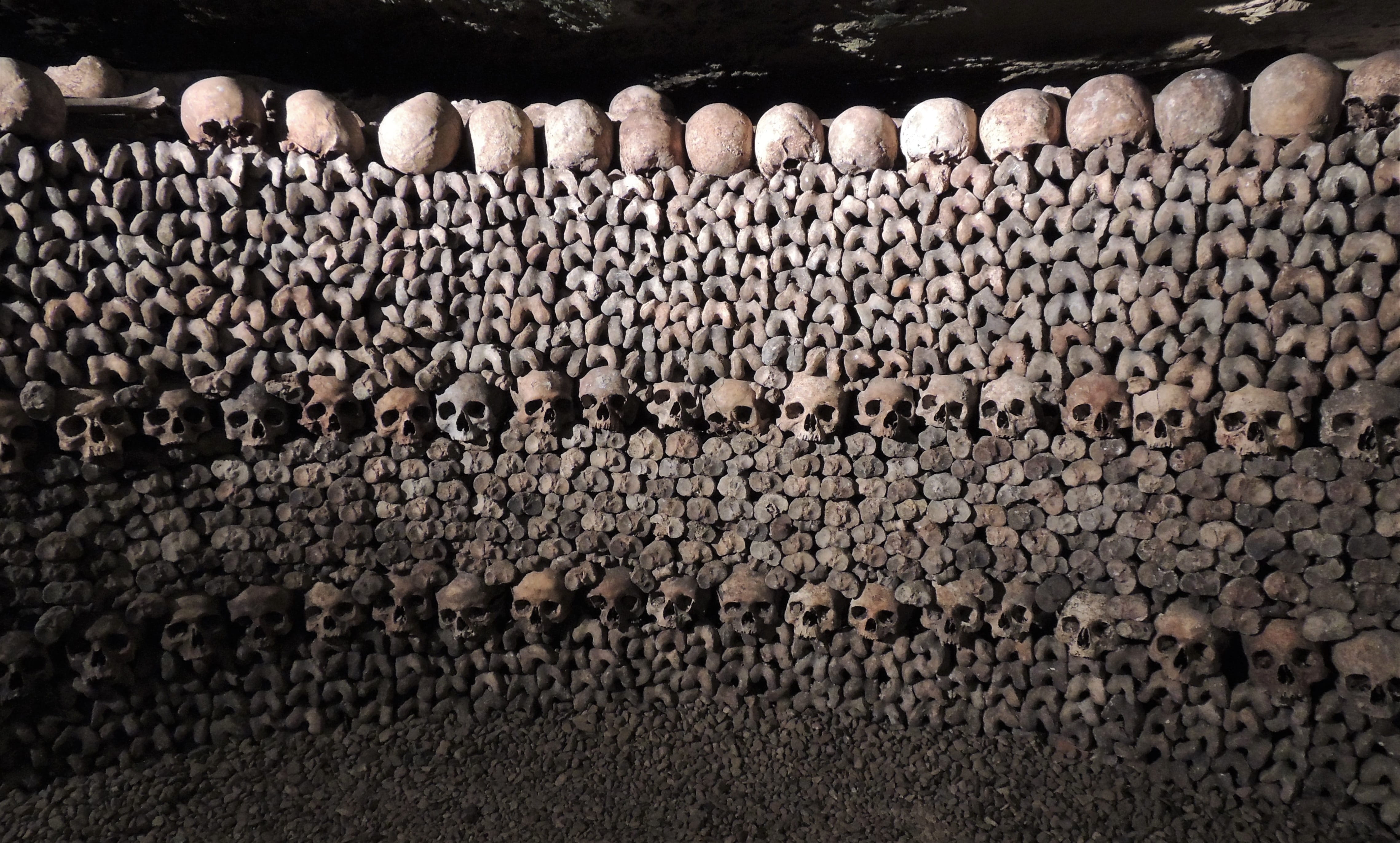 4K, in a row, day, outdoors, skeletons, skeleton, no people, gray, skulls, pattern, bones, land, death, forest, agriculture, abundance, log, catacombs, HD Wallpaper