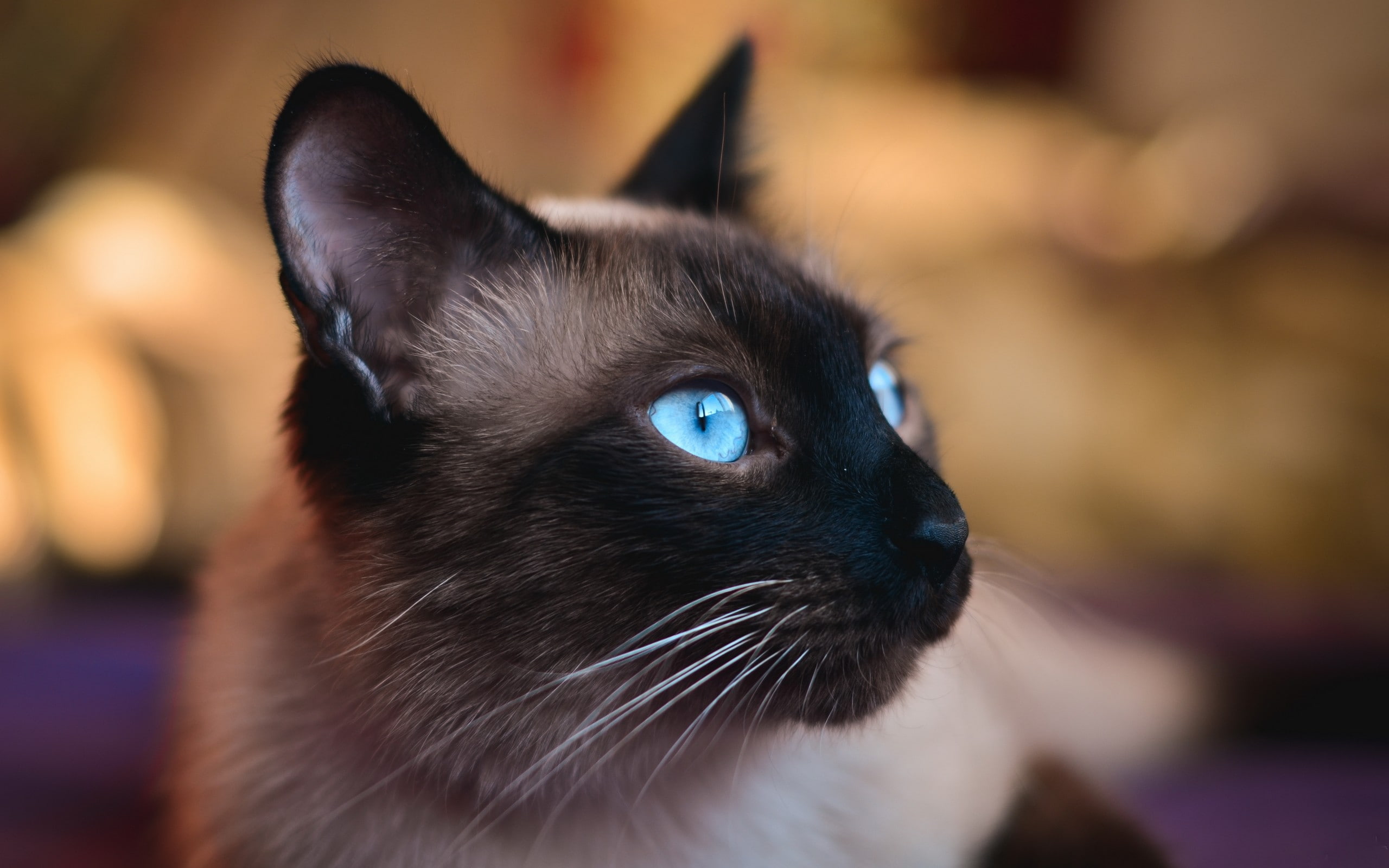 closeup, 2K, Siamese cats, cat, animals, blue eyes, HD Wallpaper