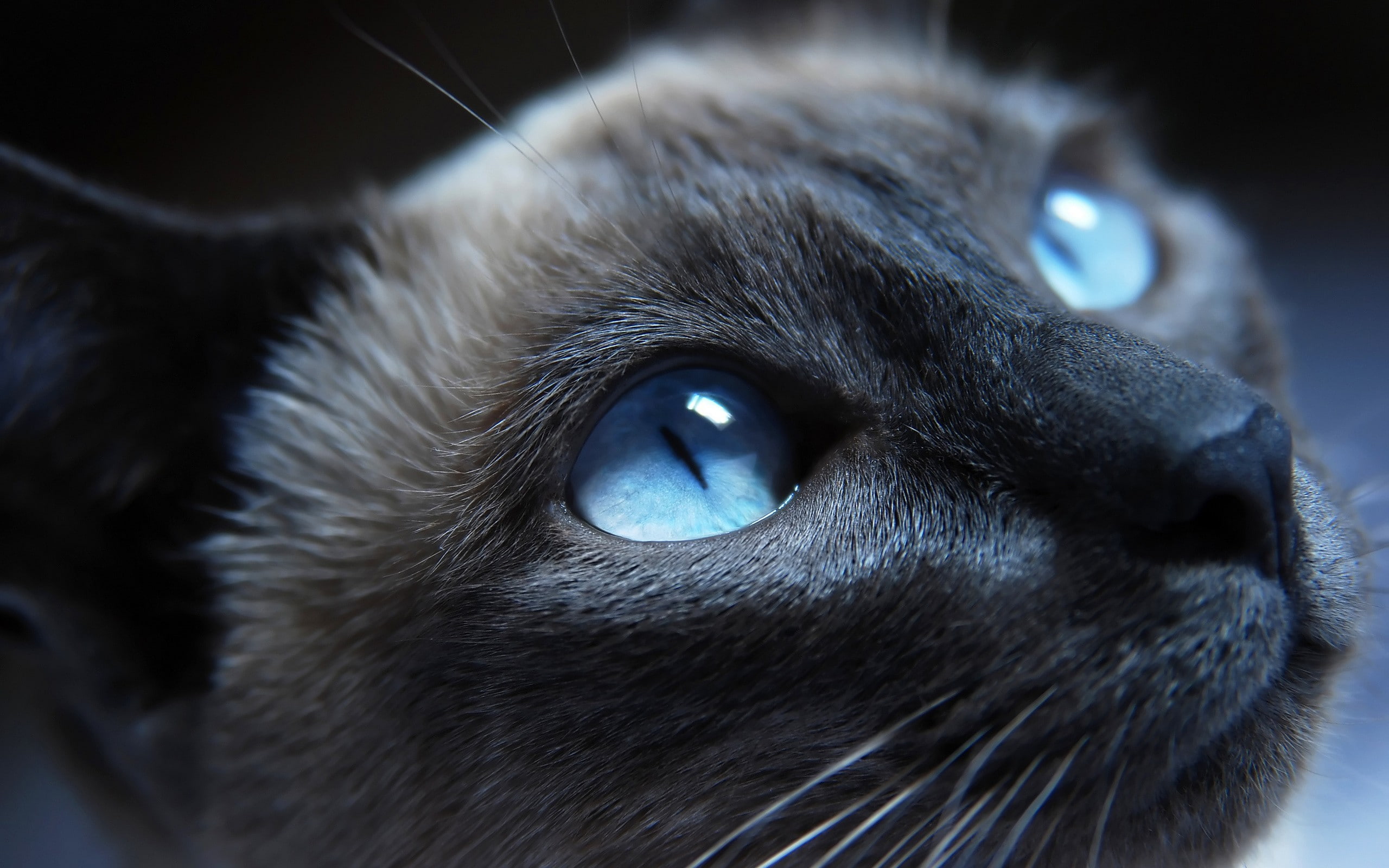 cat, 2K, Siamese cats, animals, blue eyes, HD Wallpaper
