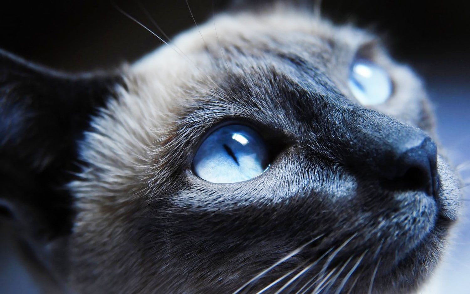animal, vertebrate, one animal, domestic cat, no people, 720P, animal eye, iris - eye, mammal, close-up, looking, animal nose, eye, animal head, domestic animals, HD Wallpaper