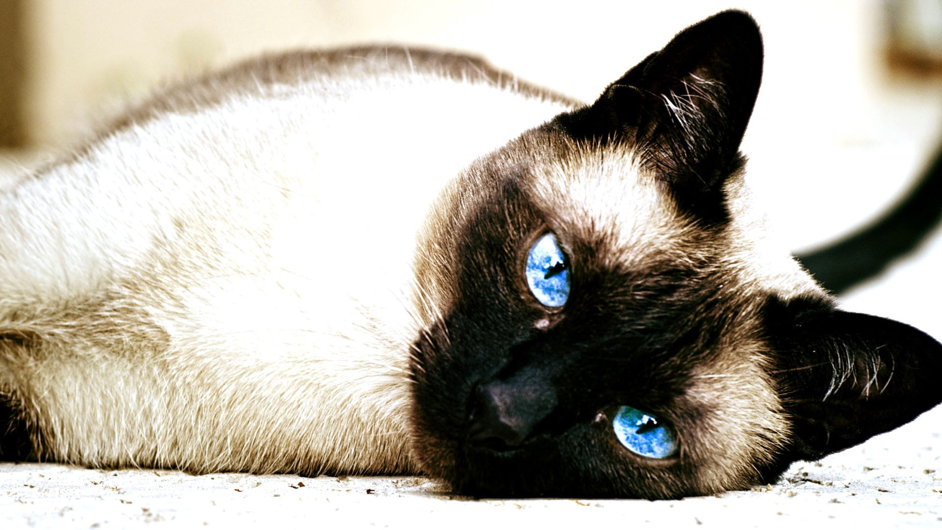 resting, animal eye, looking at camera, Siamese cats, pets, blue eyes, animal body part, close-up, cat, domestic animals, animal themes, animal head, animal, HD Wallpaper