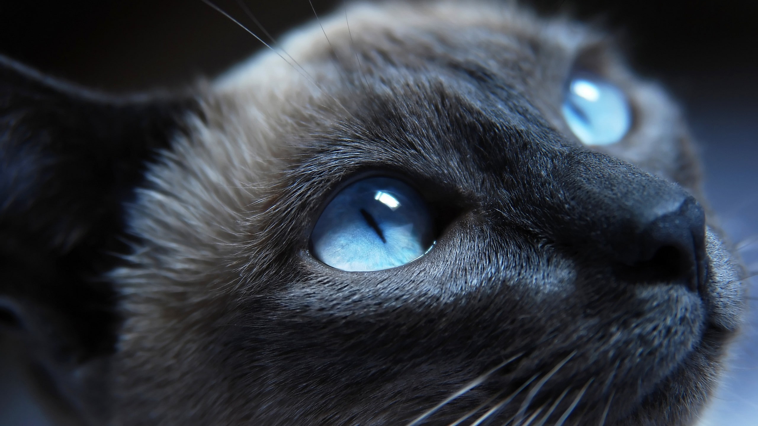 blue eyes, animals, cat, Siamese cats, 2K, HD Wallpaper