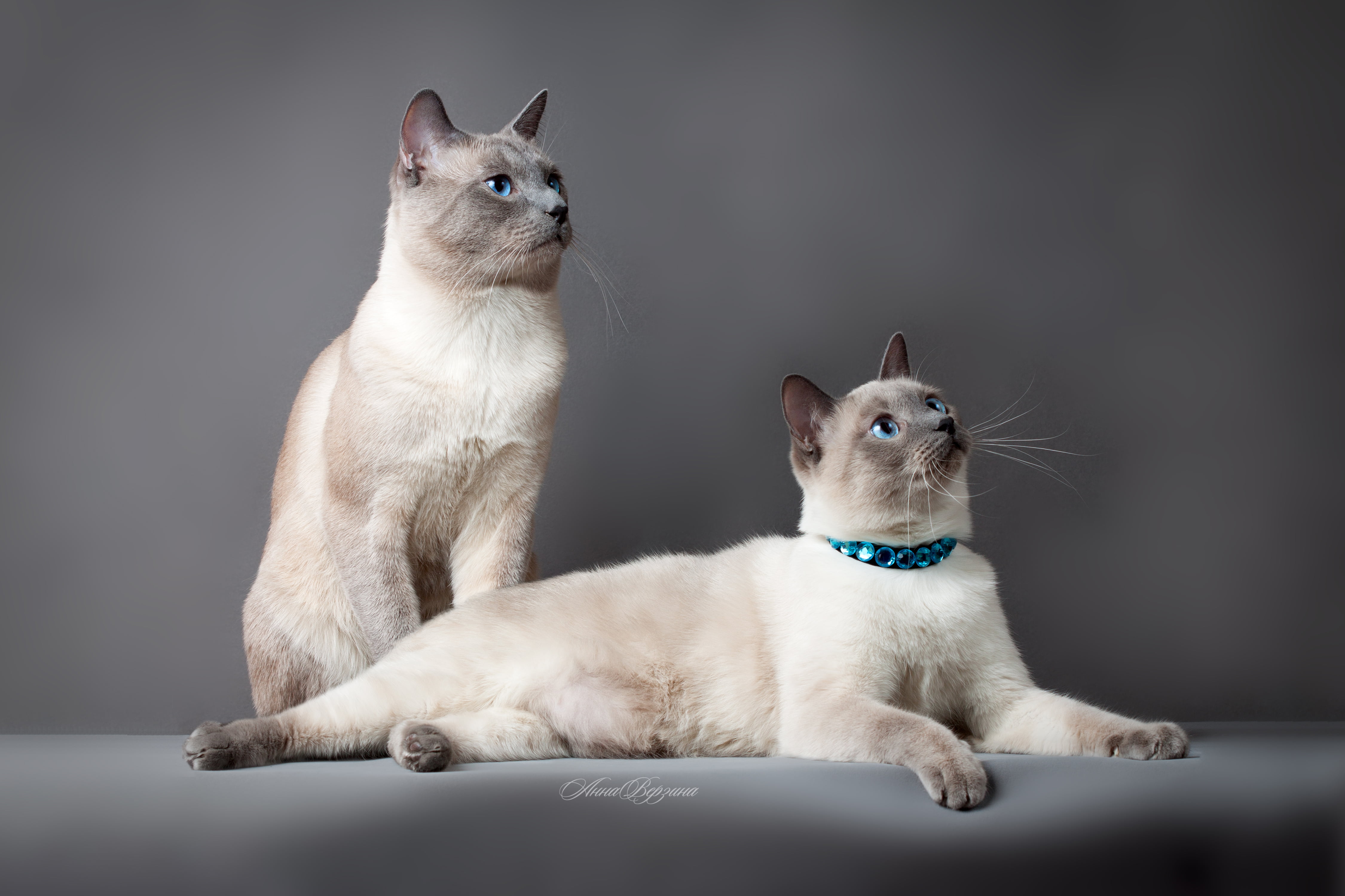 curiosity, paw, playful, white, 4K, purebred Cat, sitting, shorthair Cat, indoors, friendship, couple, chihuahua - dog, cute, studio Shot, feline, kitten, HD Wallpaper
