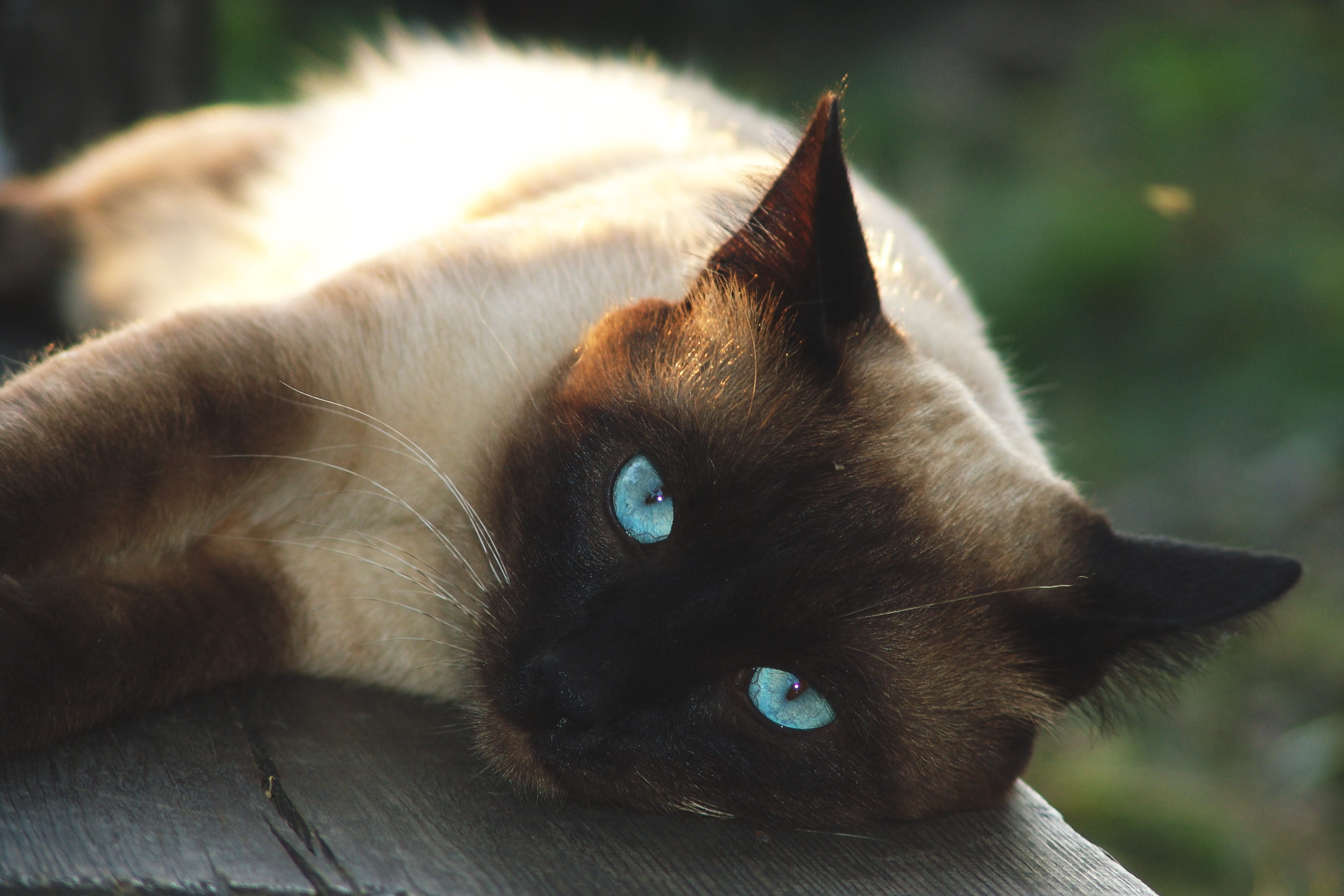animal themes, whisker, animal, pet, no people, close-up, siamese, animal eye, domestic animals, animal head, one animal, pets, nature, feline, portrait, HD Wallpaper