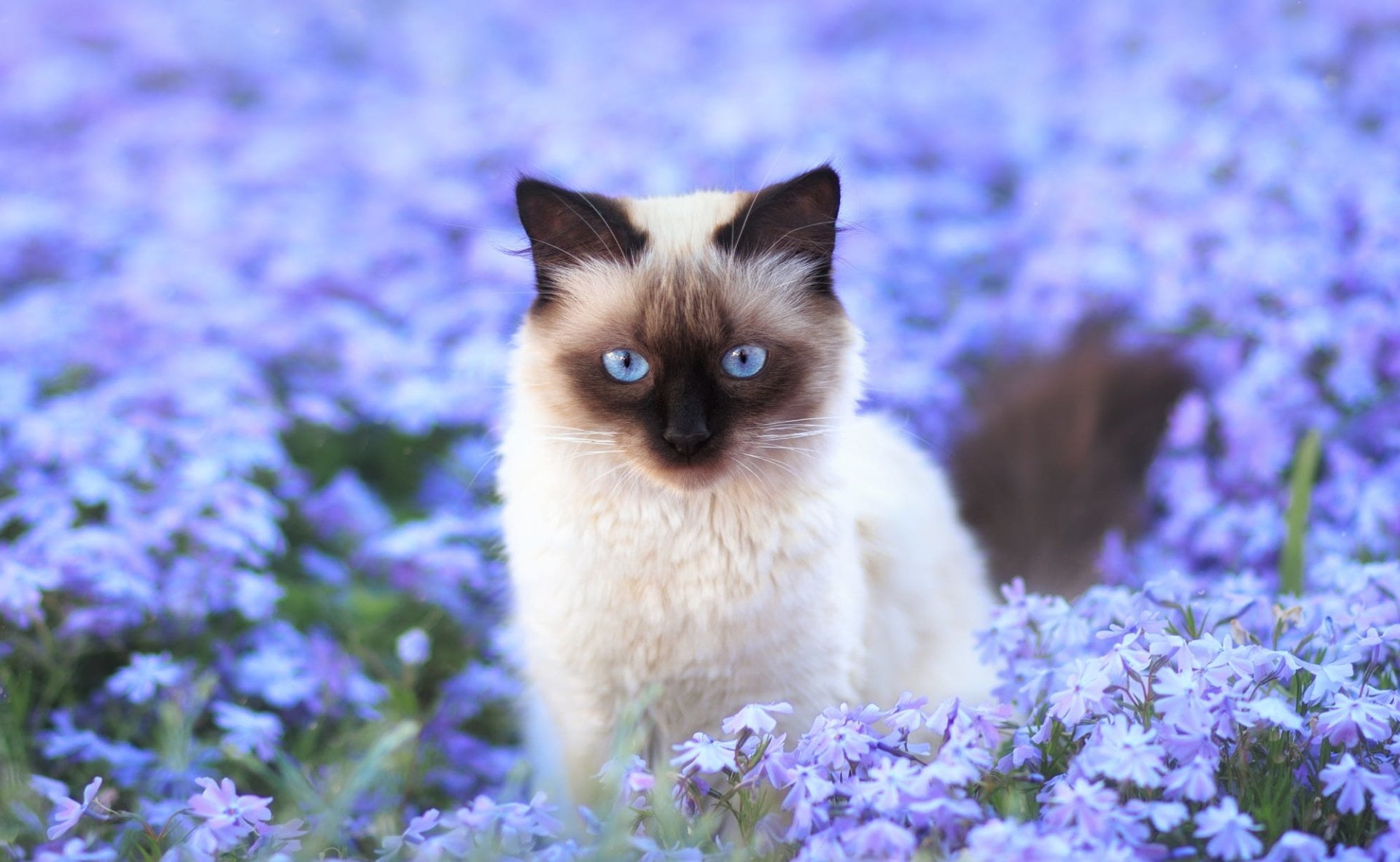 Cats, small, domestic animals, Animal, Field, plant, softness, animal themes, Cat, flowering plant, Flower, animal eye, no people, pets, animal head, domestic, HD Wallpaper