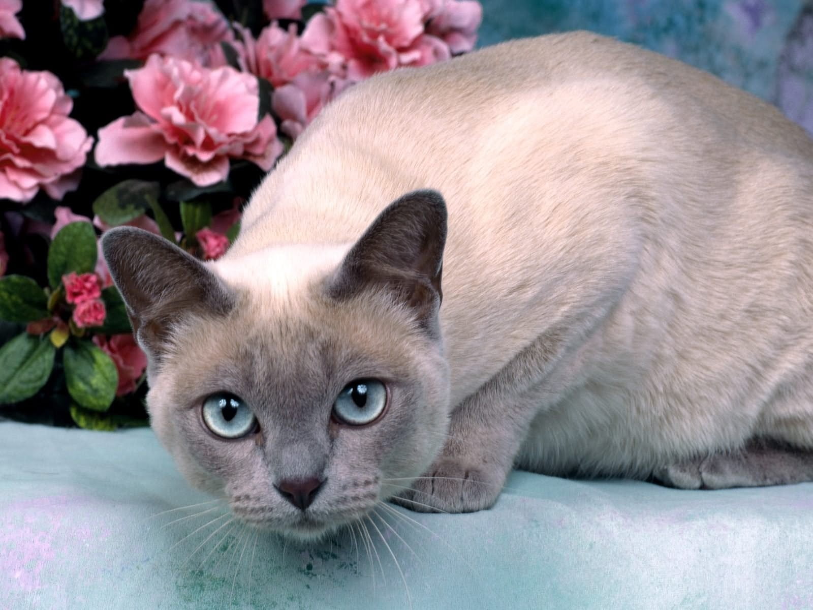portrait, domestic animals, 720P, surprise, cat, siamese, pets, animal eye, domestic, no people, mammal, flowering plant, looking at camera, close-up, HD Wallpaper