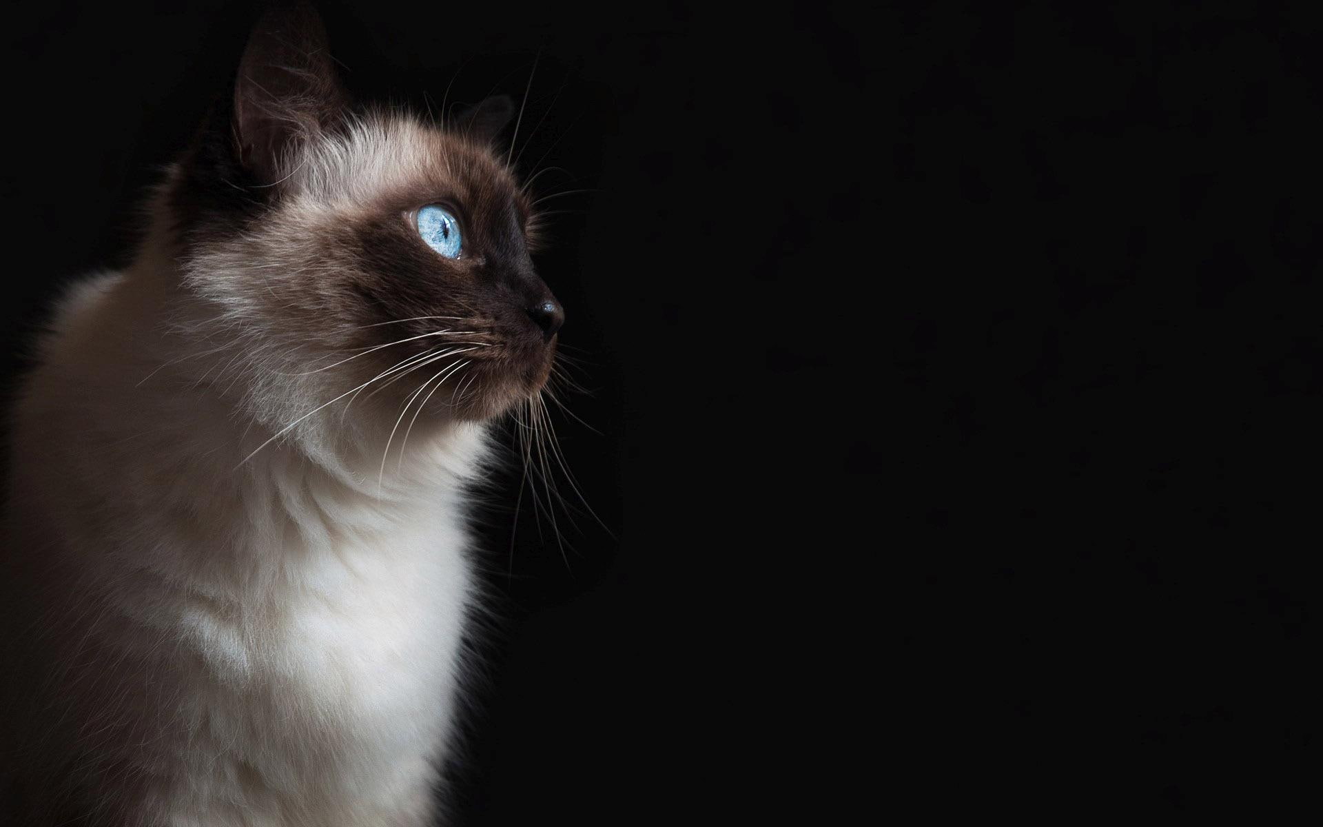 blue, 1080P, siamese, cat, 1920x1200, eyes, animals, HD Wallpaper