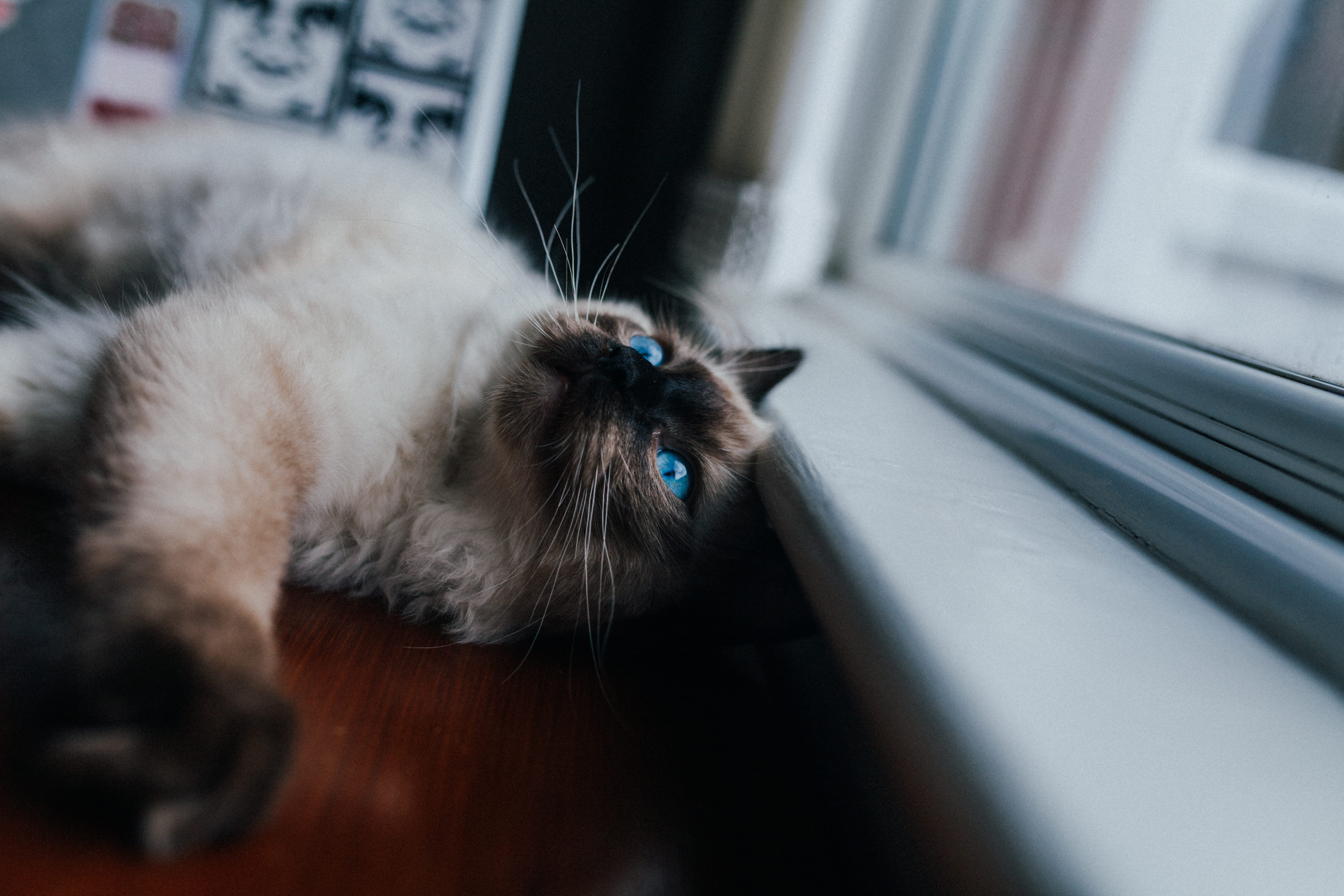 animal hair, feline, lying, indoors, Ragdoll, near, mammal, Lazy, beside, whisker, domestic Animals, hair, domestic Cat, cat, window, selective focus, animal body part, HD Wallpaper