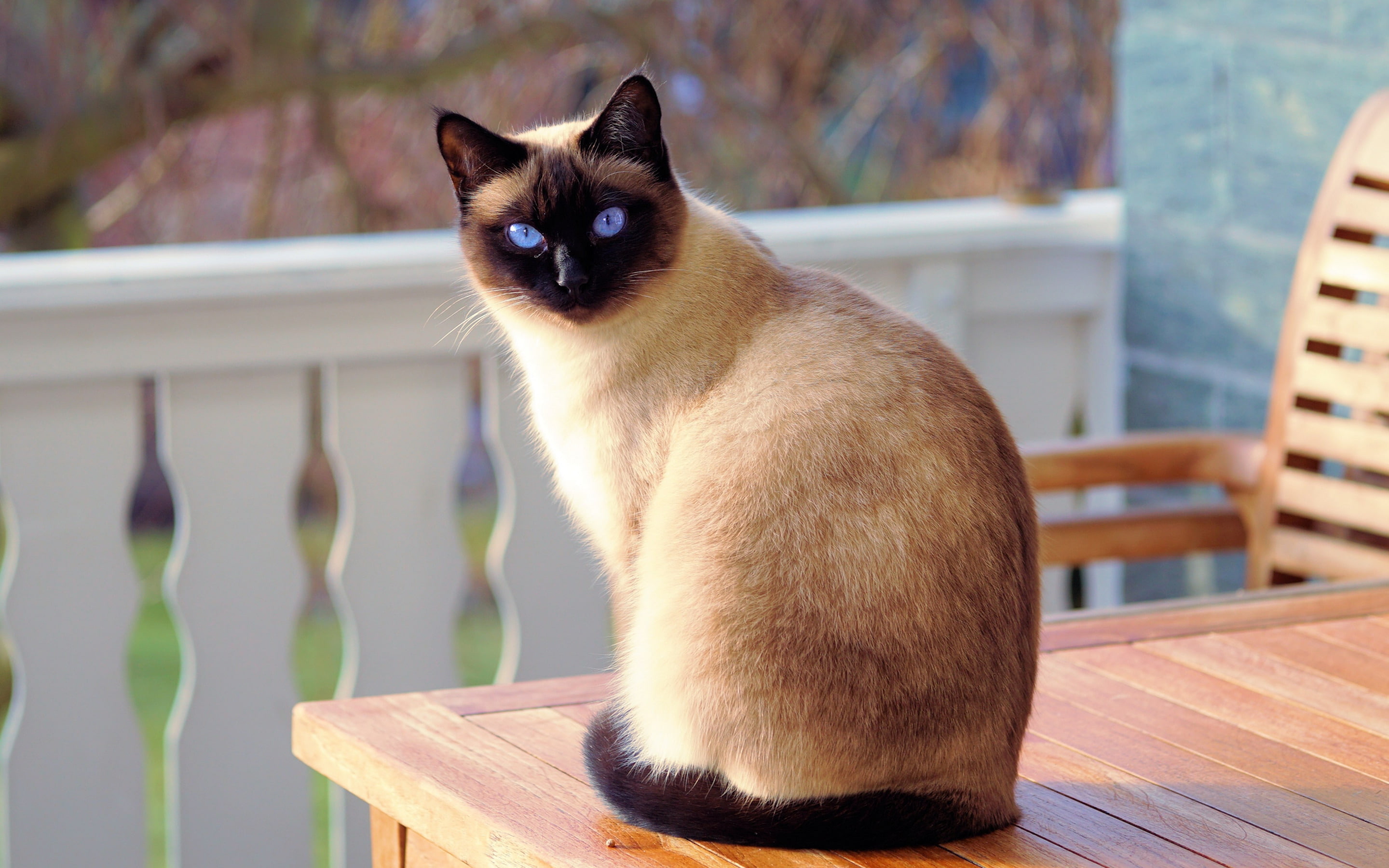 Cats, Cat, Tonkinese Cat, 2K, Siamese Cat, HD Wallpaper