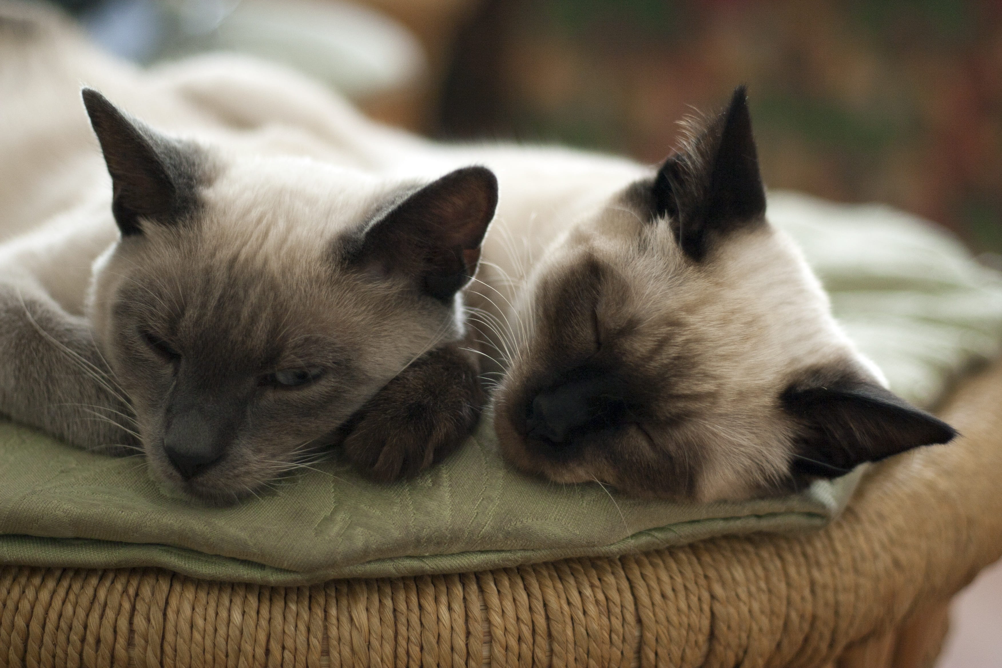 sleeping cat, 2K, domestic cat, nature, domestic, eyes, feline, two, no people, animal, two animals, handsome man, domestic animals, mammal, small, cat person, HD Wallpaper