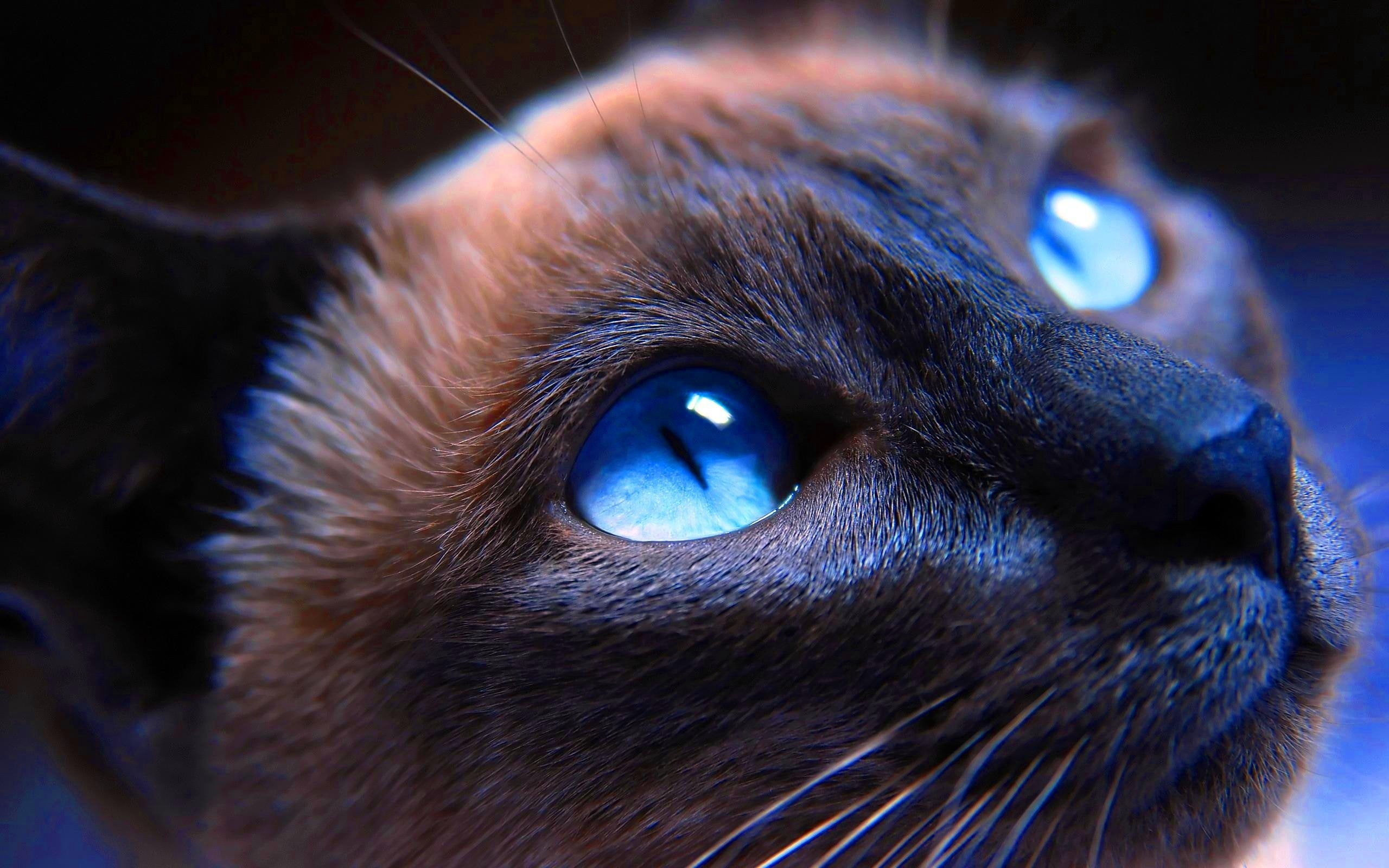 siamese, muzzle, close-up, blue-eyed, cat, 2K, HD Wallpaper