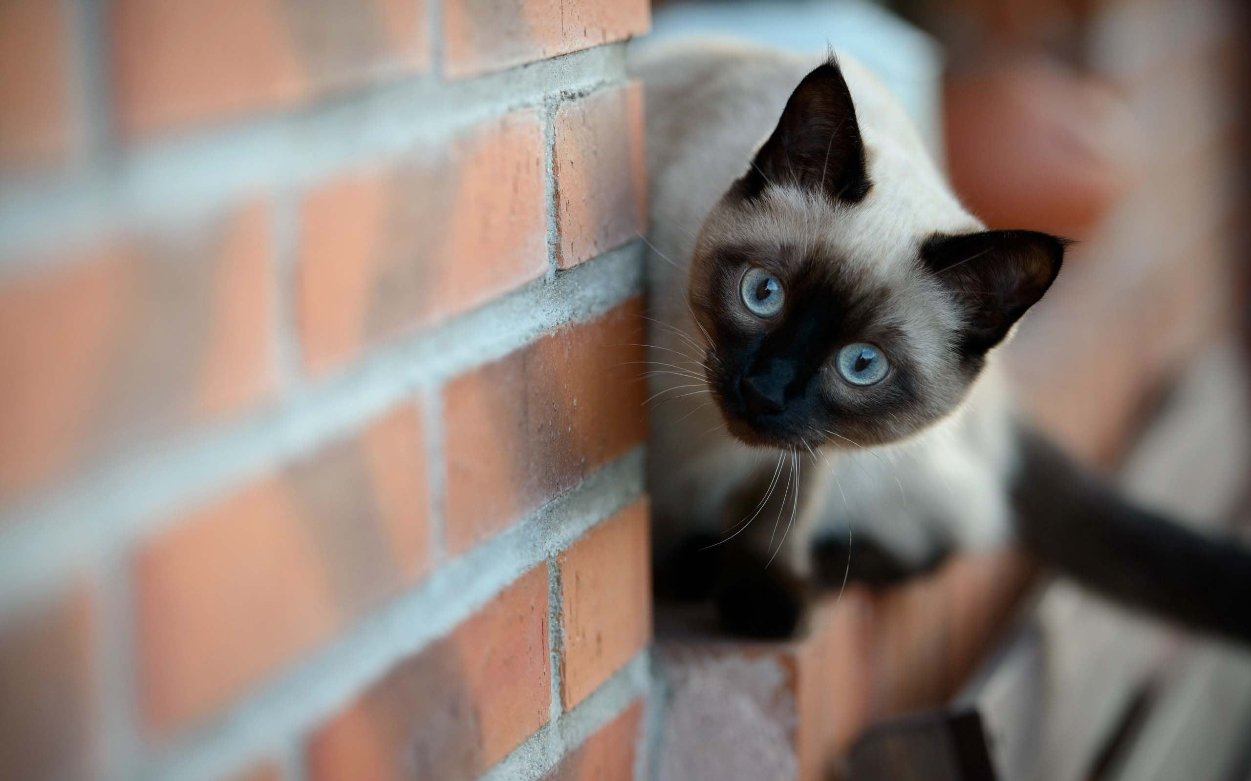 wall, cute, black, agile, fur, siamese cat, white, brick, siamese, 2K, cat, HD Wallpaper