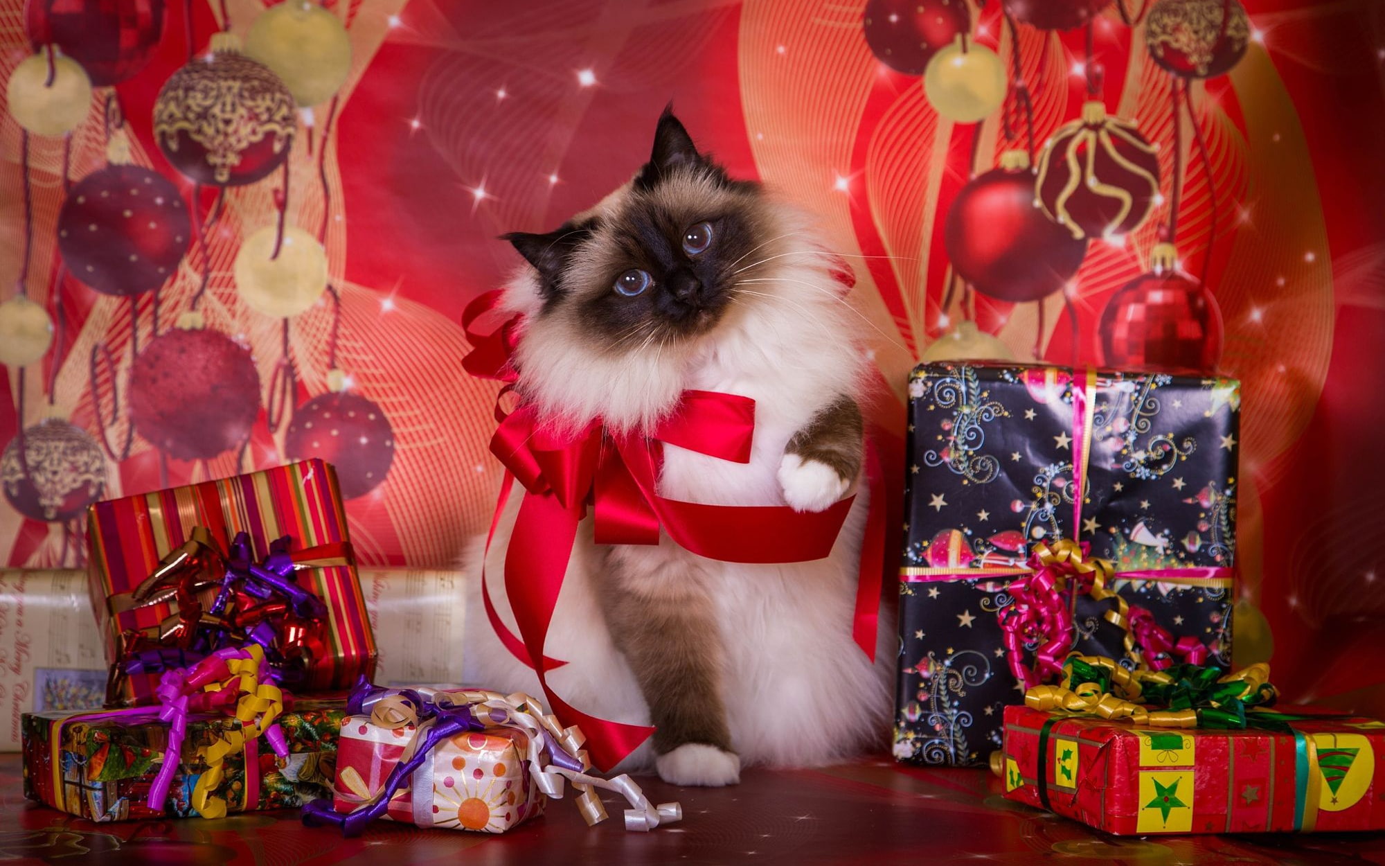 holiday, gifts, Siamese, box, bows, 1080P, color-point, Christmas, cat, background, fluffy, ragdoll, new year, HD Wallpaper