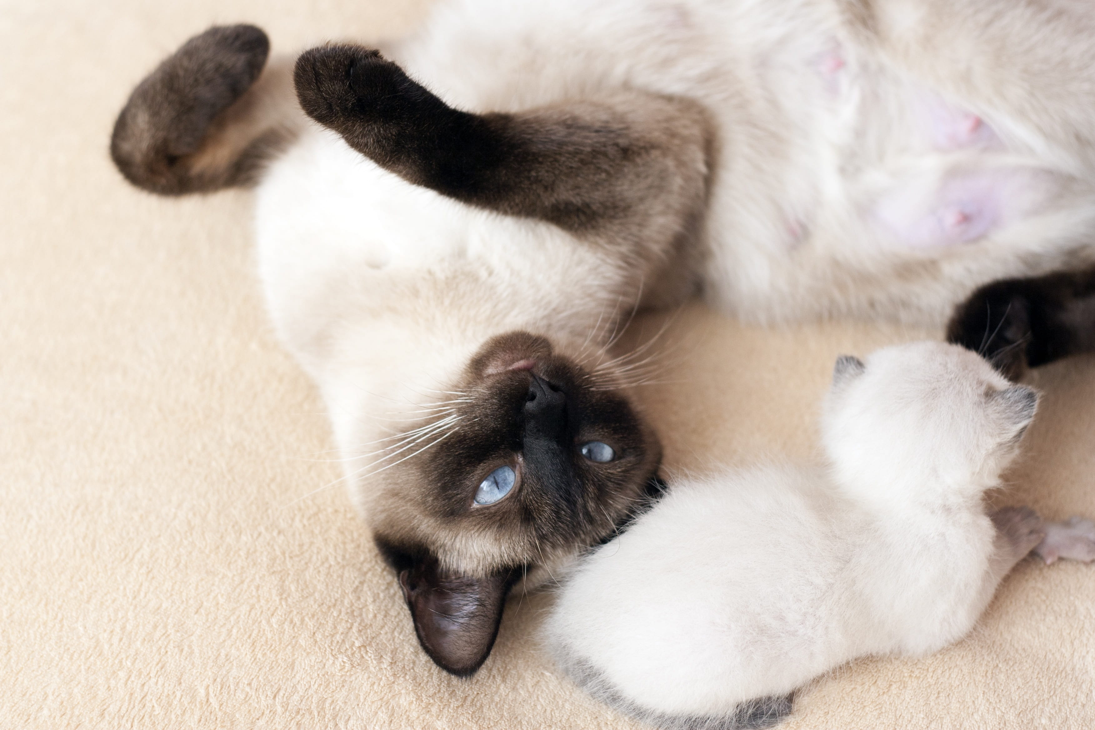 2K, portrait, mother, pets, animal themes, group of animals, breed, young animal, thai, close-up, pet, siamese cat, feline, cat, olubye eyes, domestic, HD Wallpaper
