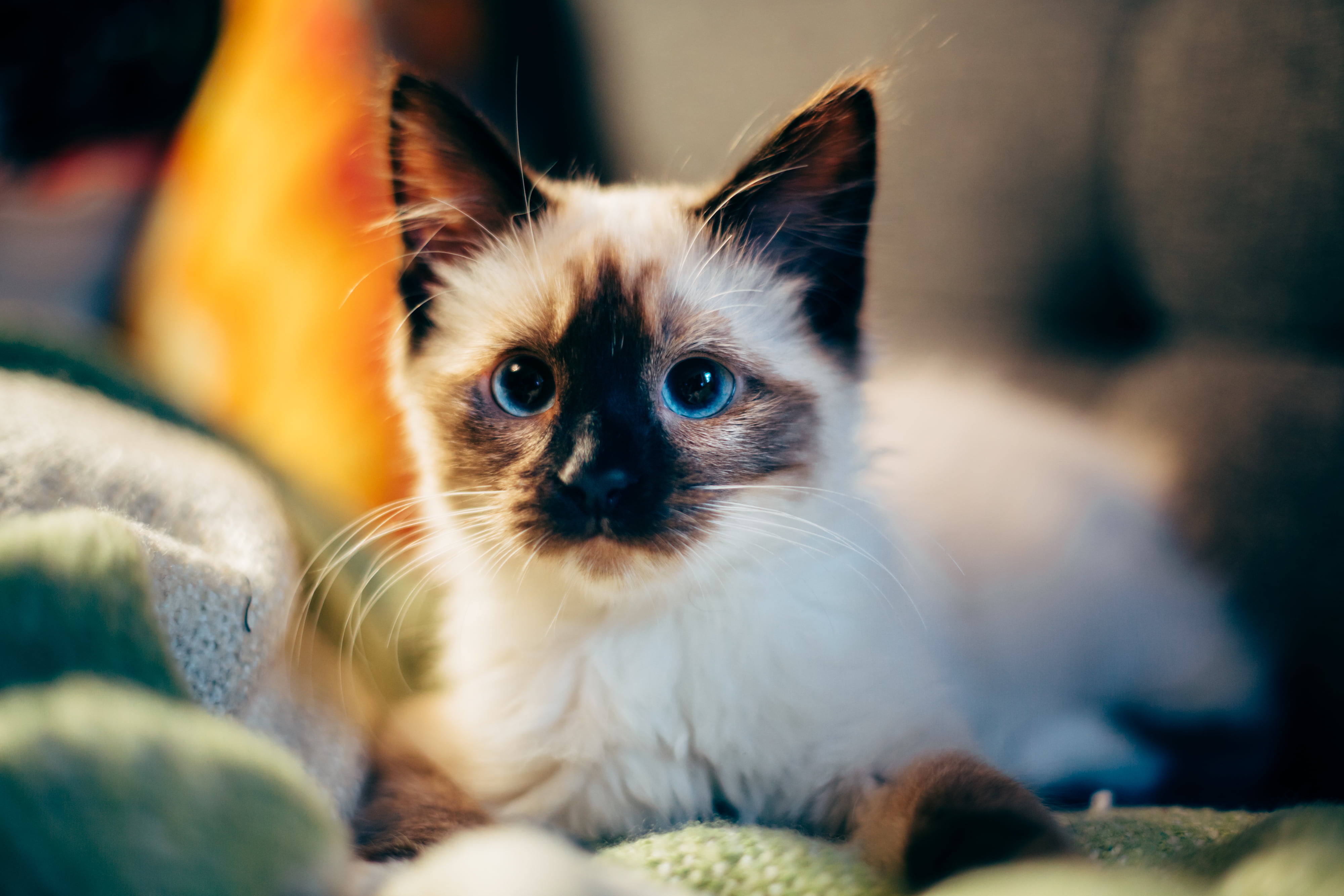 one Animal, white, indoors, pets, young Animal, beautiful, portrait, selective focus, nature, vertebrate, fluffy, domestic Animals, playful, friendship, HD Wallpaper