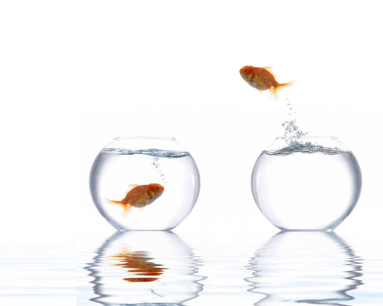 studio shot, white, nature, splashing, 720P, pets, animal themes, aquarium, reflection, indoors, domestic, fish Tank, no People, water, aquariums, transparent, HD Wallpaper