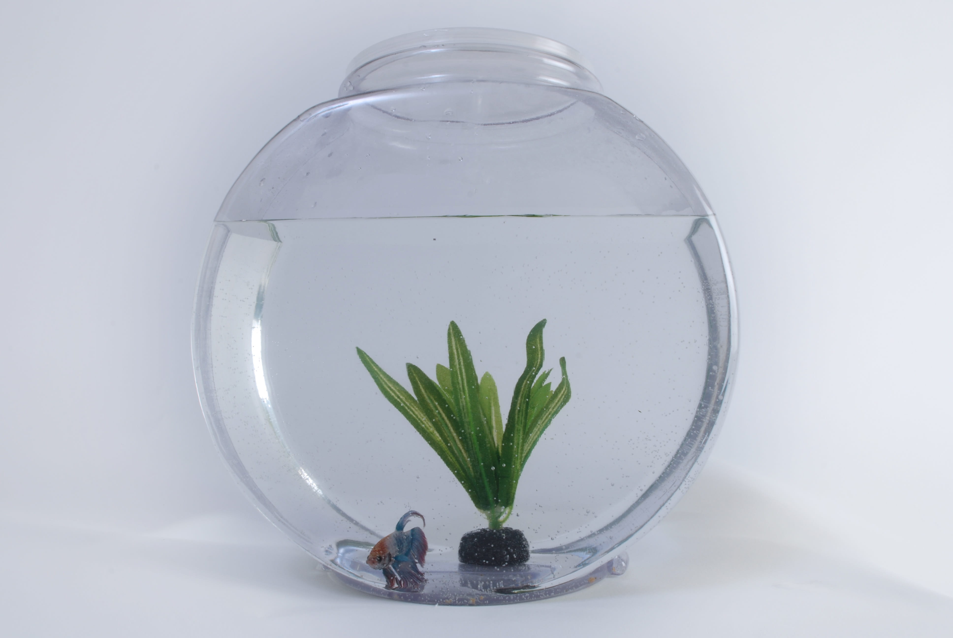 white background, plant part, transparent, cut out, pets, aquatic, growth, pet, glass, betta, nature, animal, no people, tank, bowl, goldfish, fishbowl, HD Wallpaper