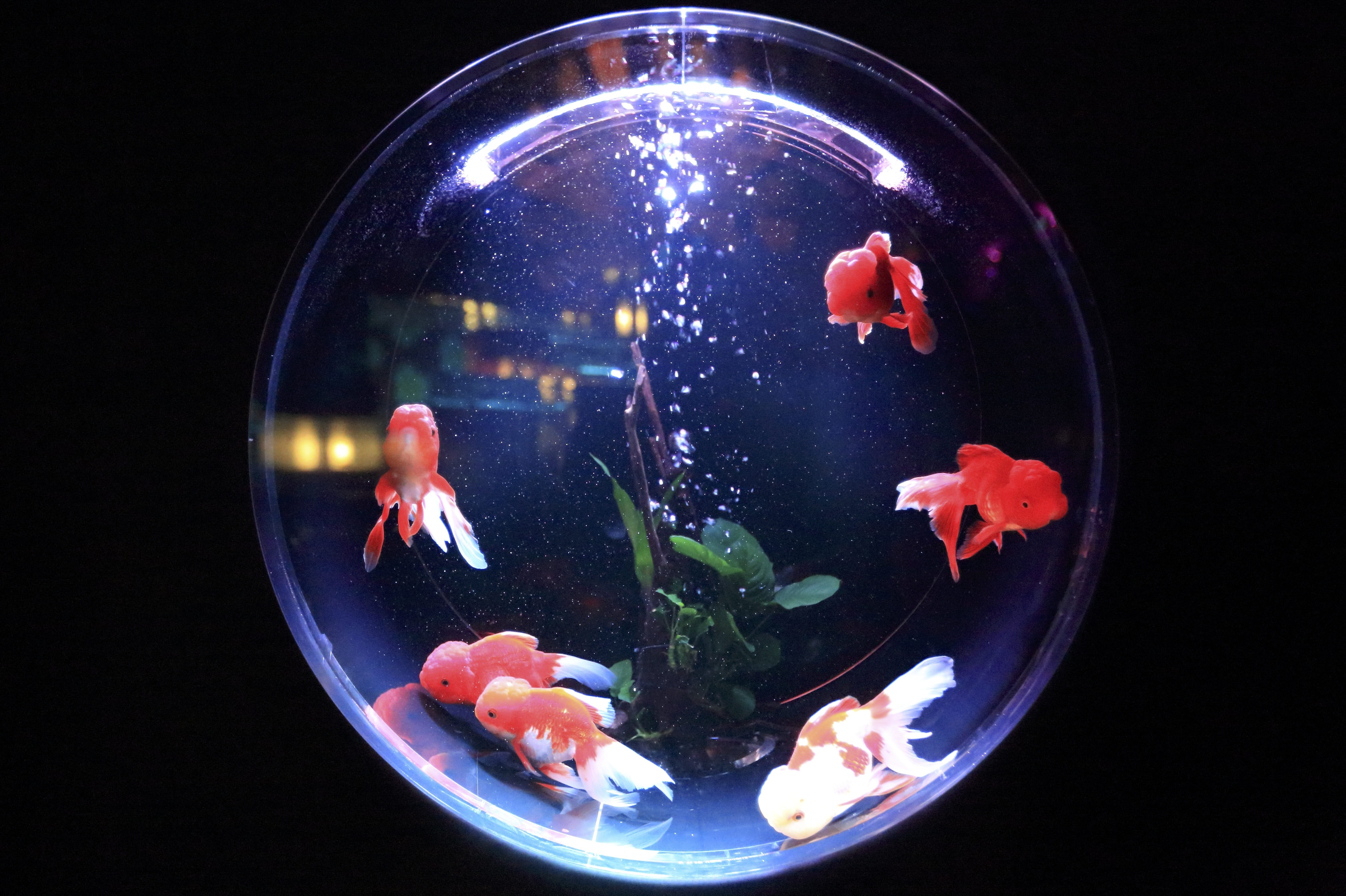 tropical, fish, circle, splash, animal themes, underwater, orange, splashing, bubble, business, fish bowl, dom, glass, tank, marine, goldfish, swim, floating on water, HD Wallpaper