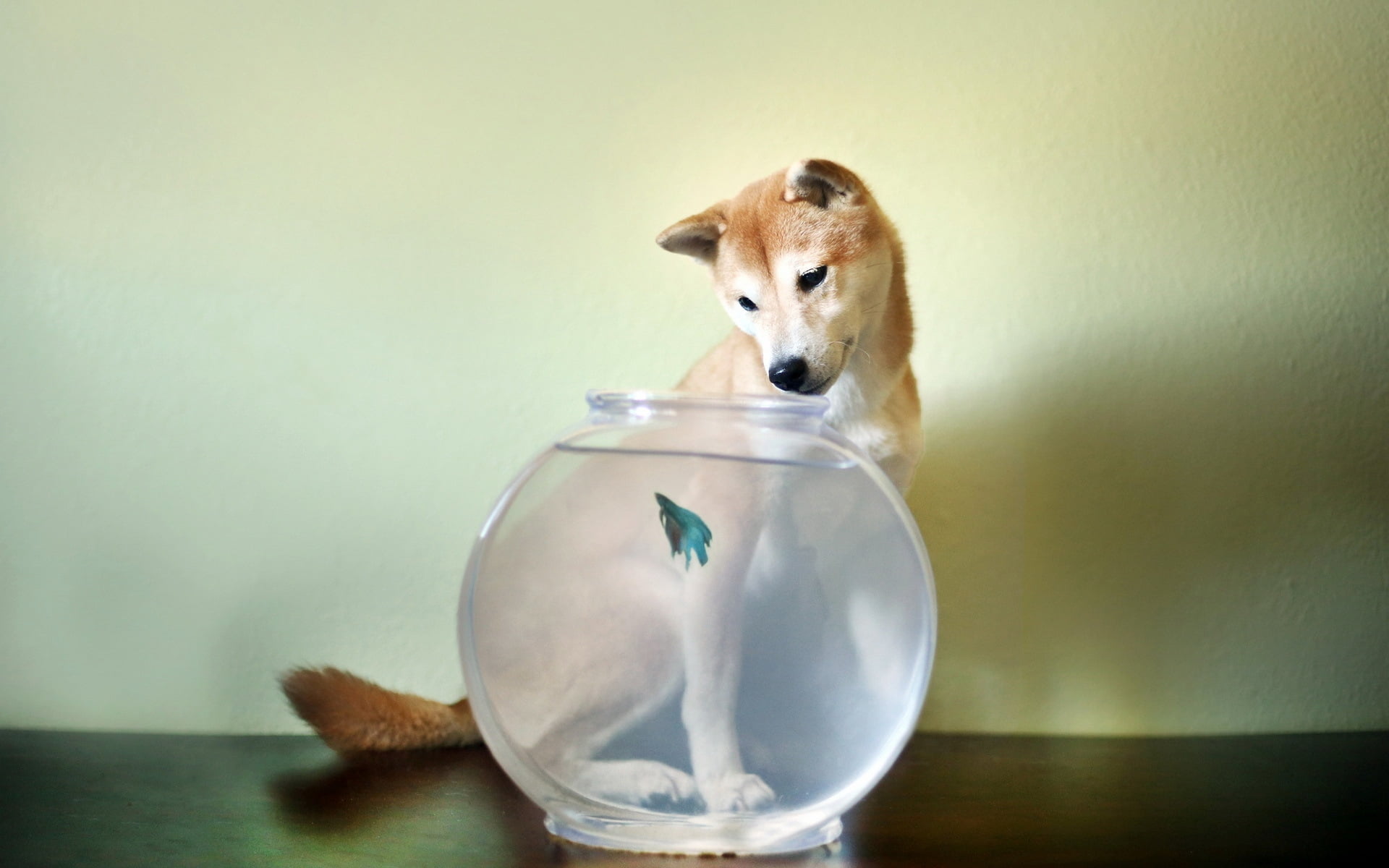 cute, canine, animal themes, bowl, clear, mammal, innocence, copy Space, domestic Animals, no People, friendship, close-up, dogs, 1080P, fishbowl, puppy, HD Wallpaper