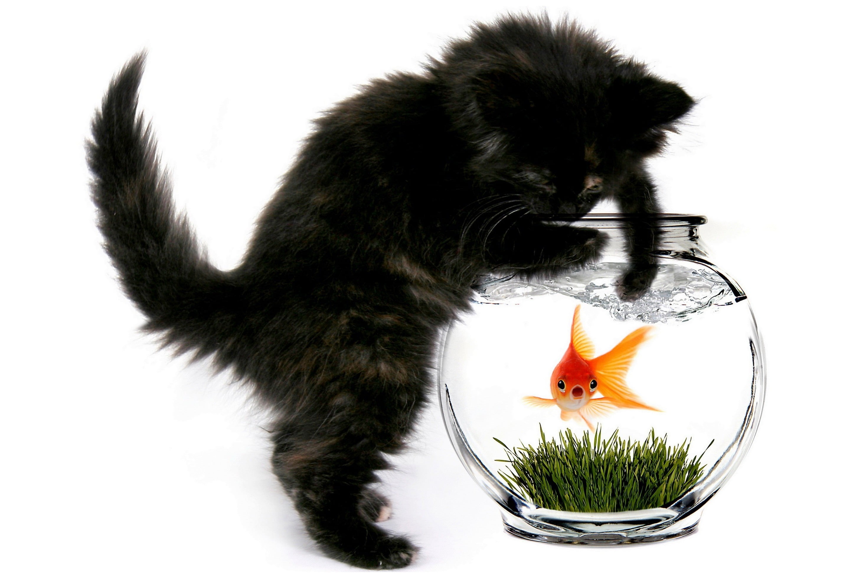 young Animal, no People, white, 2K, mammal, nature, animals And Pets, domestic, kitten, feline, cut Out, one Animal, animal Themes, isolated, indoors, HD Wallpaper