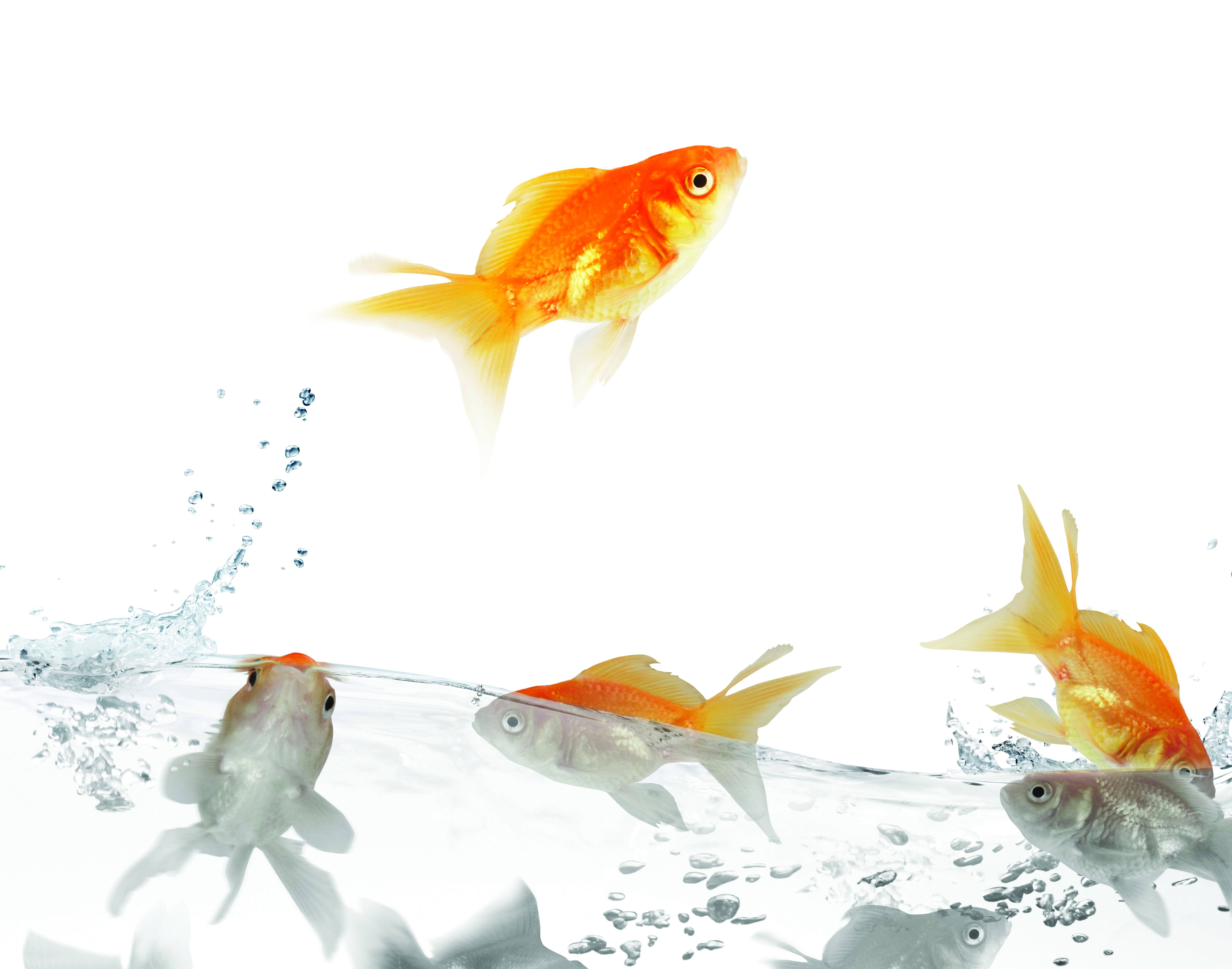 water, sea, underwater, animal themes, traffic, yellow, orange Color, pets, marine, fish Tank, transparent, red, animal wildlife, swimming, backgrounds, HD Wallpaper