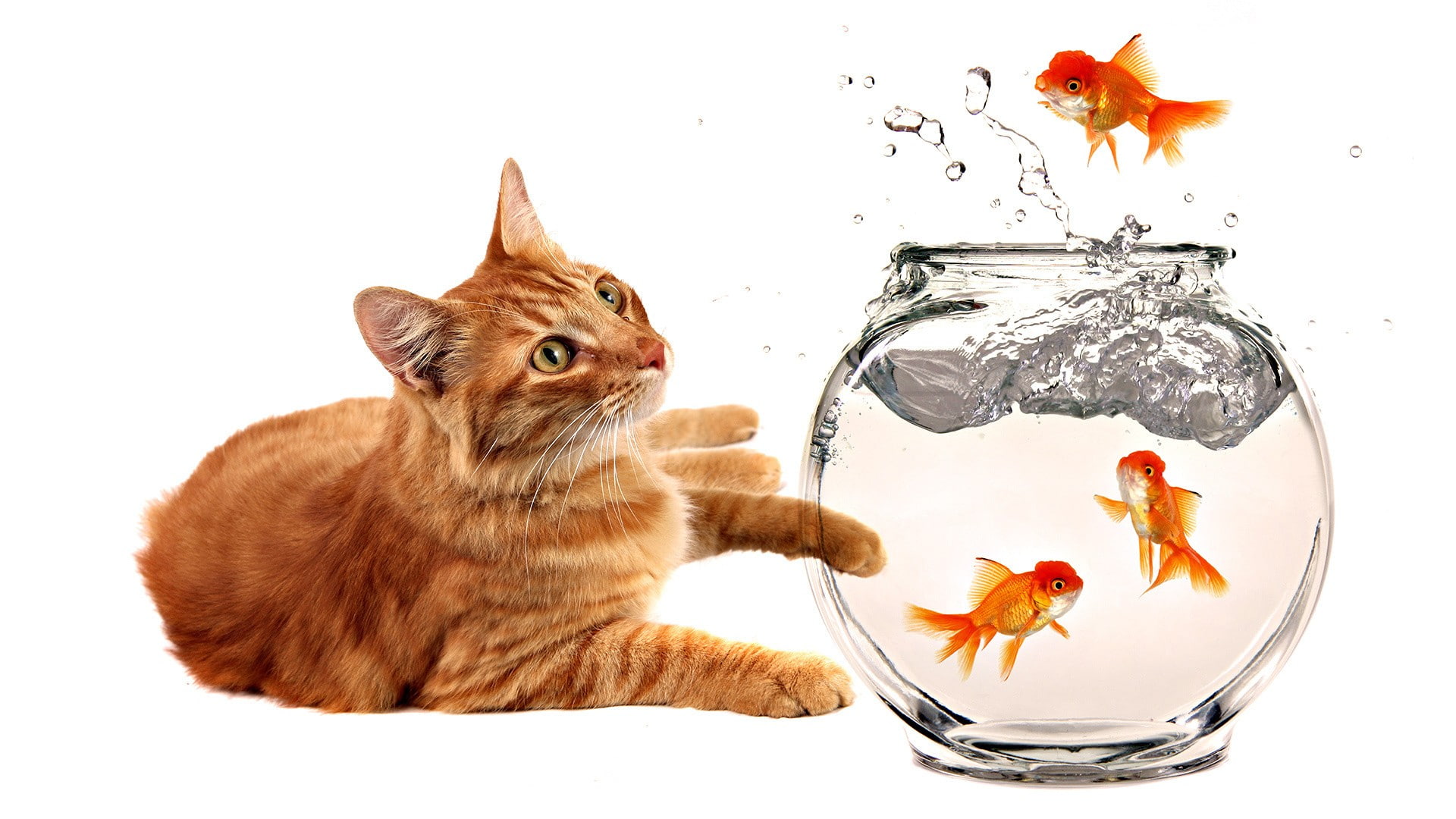 feline, whisker, domestic cat, cat, domestic, domestic animals, fishbowl, 1080P, pets, animal themes, indoors, Bowls, mammal, studio shot, white background, HD Wallpaper