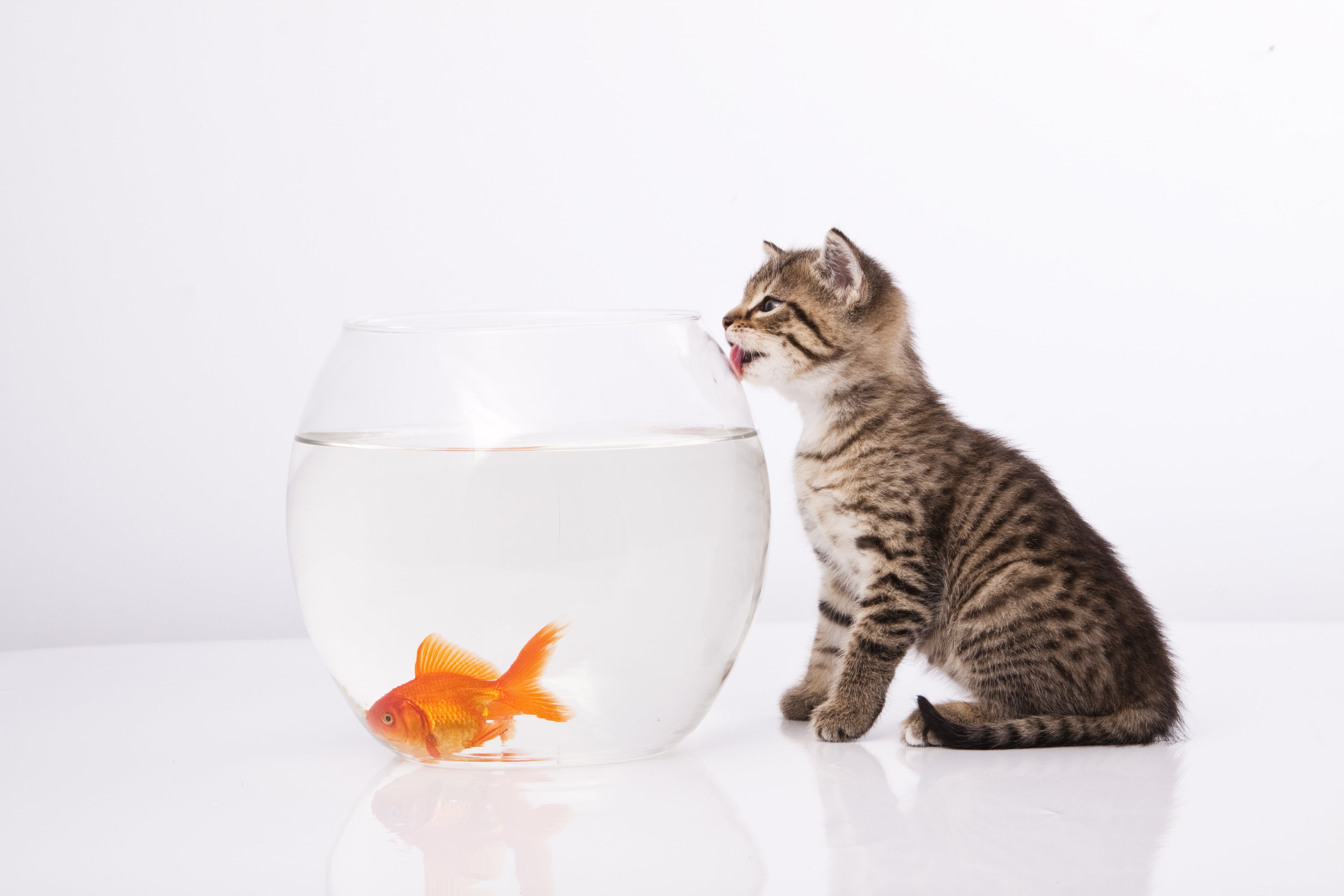 young Animal, one Animal, tabby, paw, 4K, animal themes, domestic Animals, vertebrate, feline, fish, fishbowl, domestic, cute, beautiful, fur, looking, HD Wallpaper