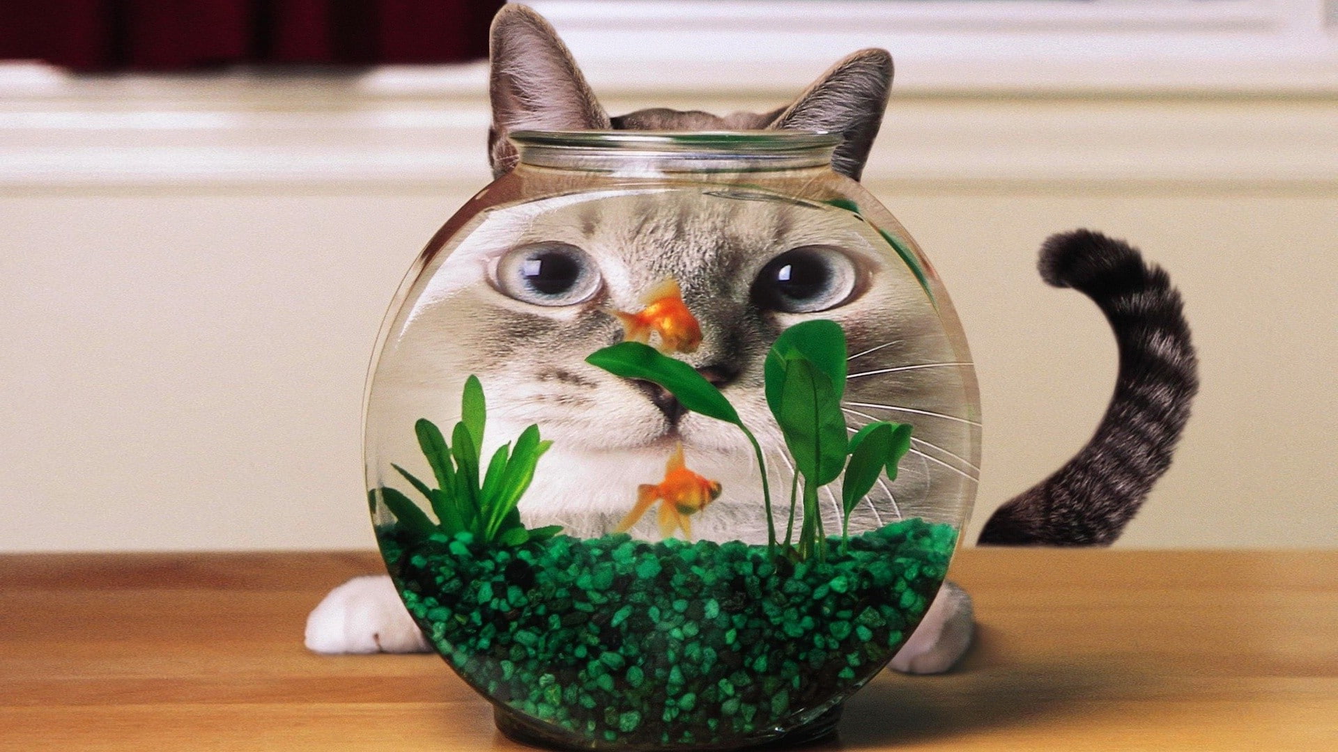focus on foreground, Distortion, table, animal, animal representation, pets, close-up, indoors, cat, humor, animal themes, vertebrate, 1080P, feline, fishbowl, HD Wallpaper