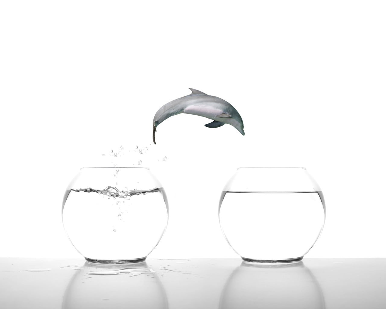 studio shot, table, two, goldfish, animal wildlife, 720P, motion, fish, empty, copy space, aquarium, close-up, white Background, indoors, drop, fishbowl, HD Wallpaper