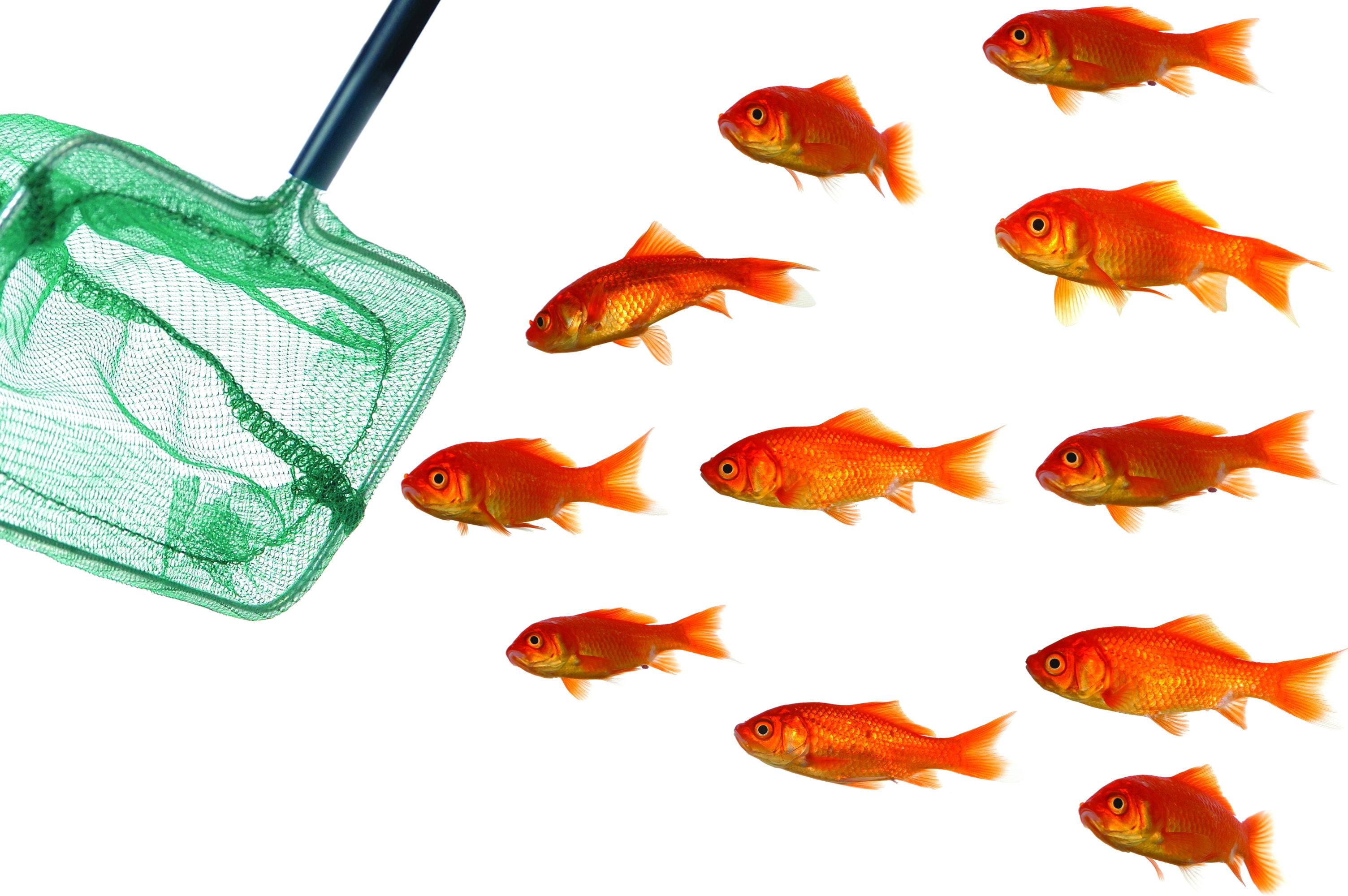animal, vertebrate, nature, marine, animal wildlife, 2K, animal themes, fishbowl, water, white Background, pets, studio shot, fish, group of animals, fish Tank, HD Wallpaper