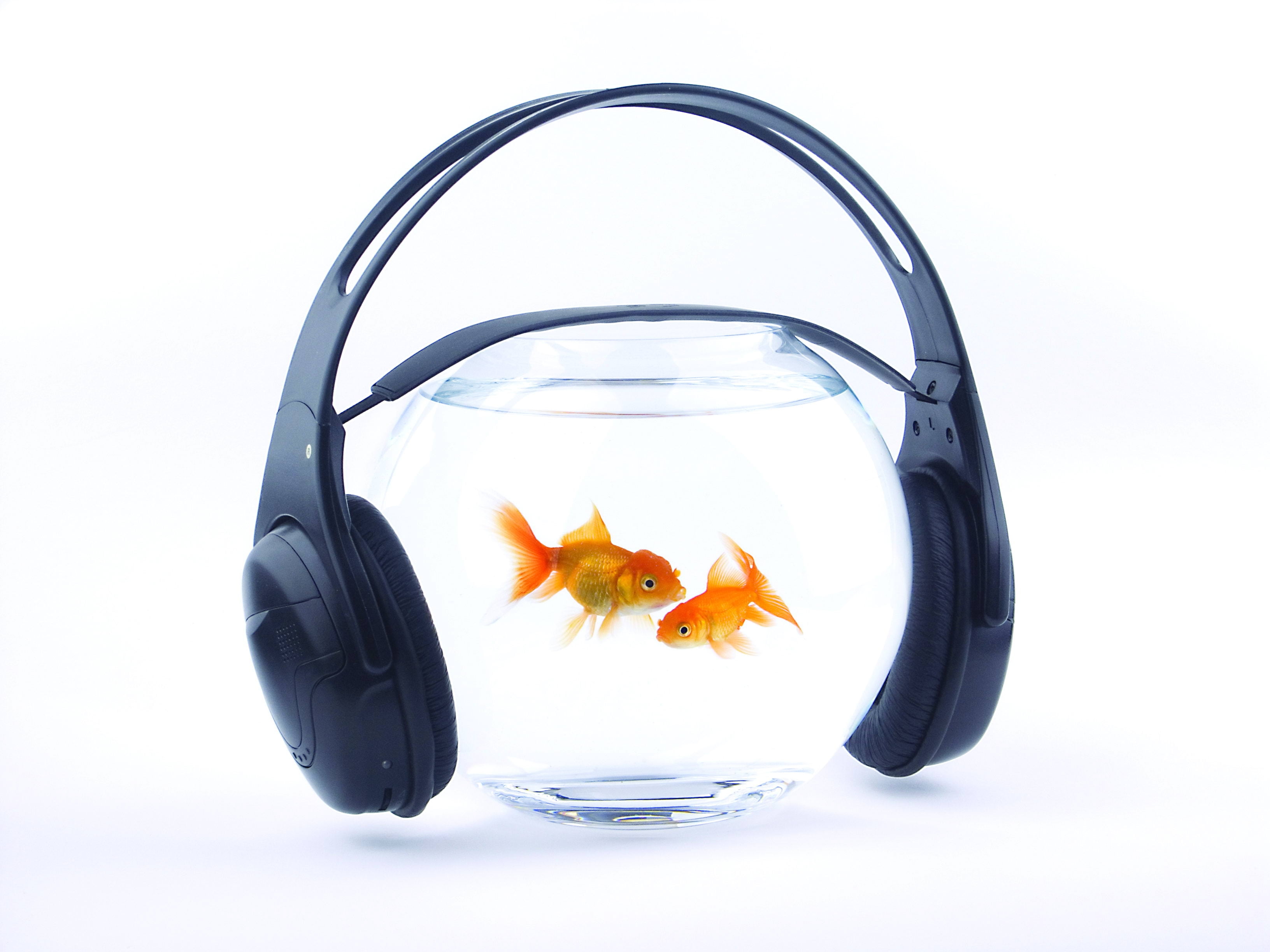 cut out, pets, swimming, white, domestic animals, goldfish, animal themes, fish, black, trapped, indoors, water, fishbowl, aquarium, glass - material, nature, HD Wallpaper