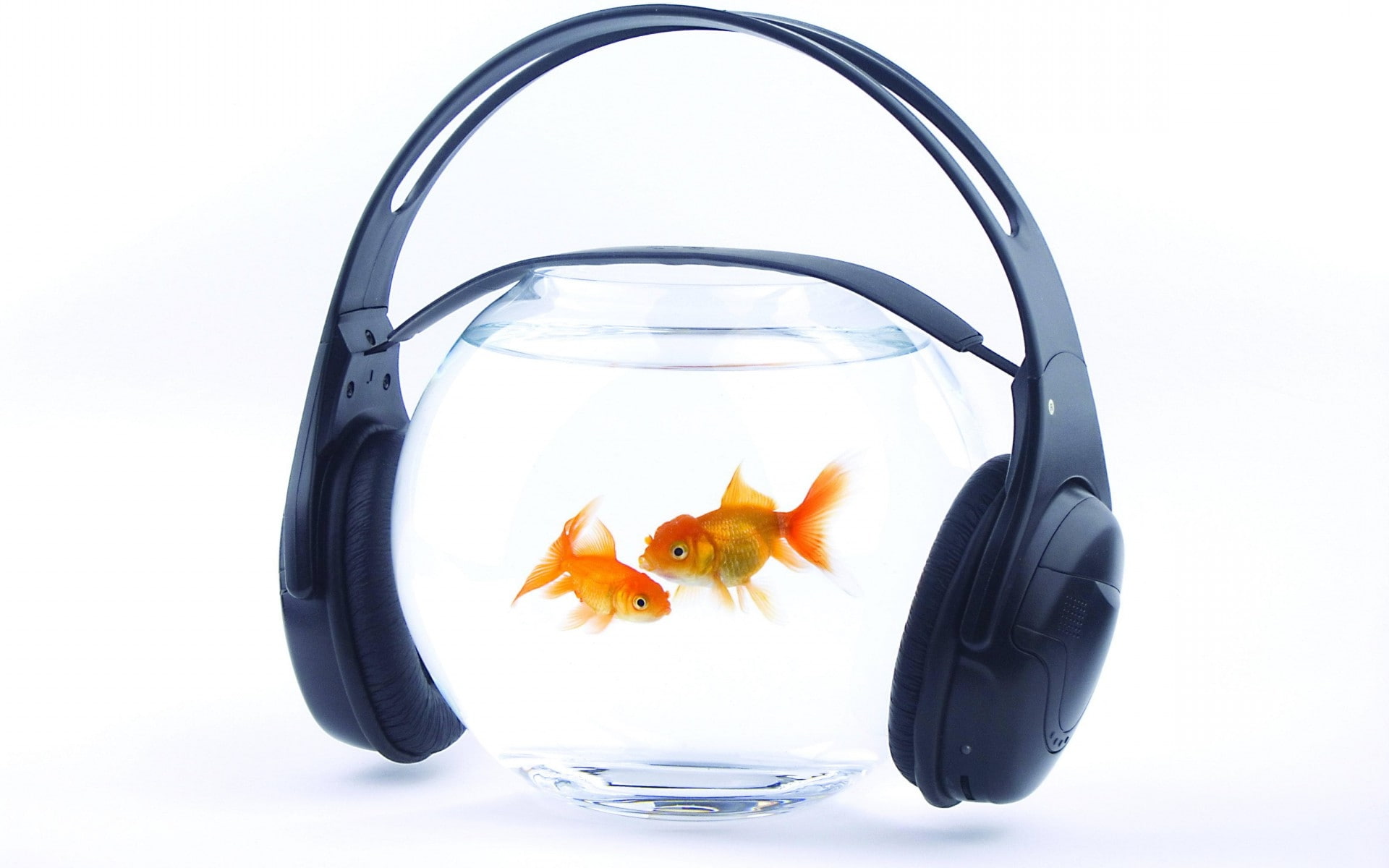 vertebrate, one animal, domestic animals, humor, animal, glass - material, nature, animals in the wild, domestic, transparent, goldfish, music, animal wildlife, HD Wallpaper